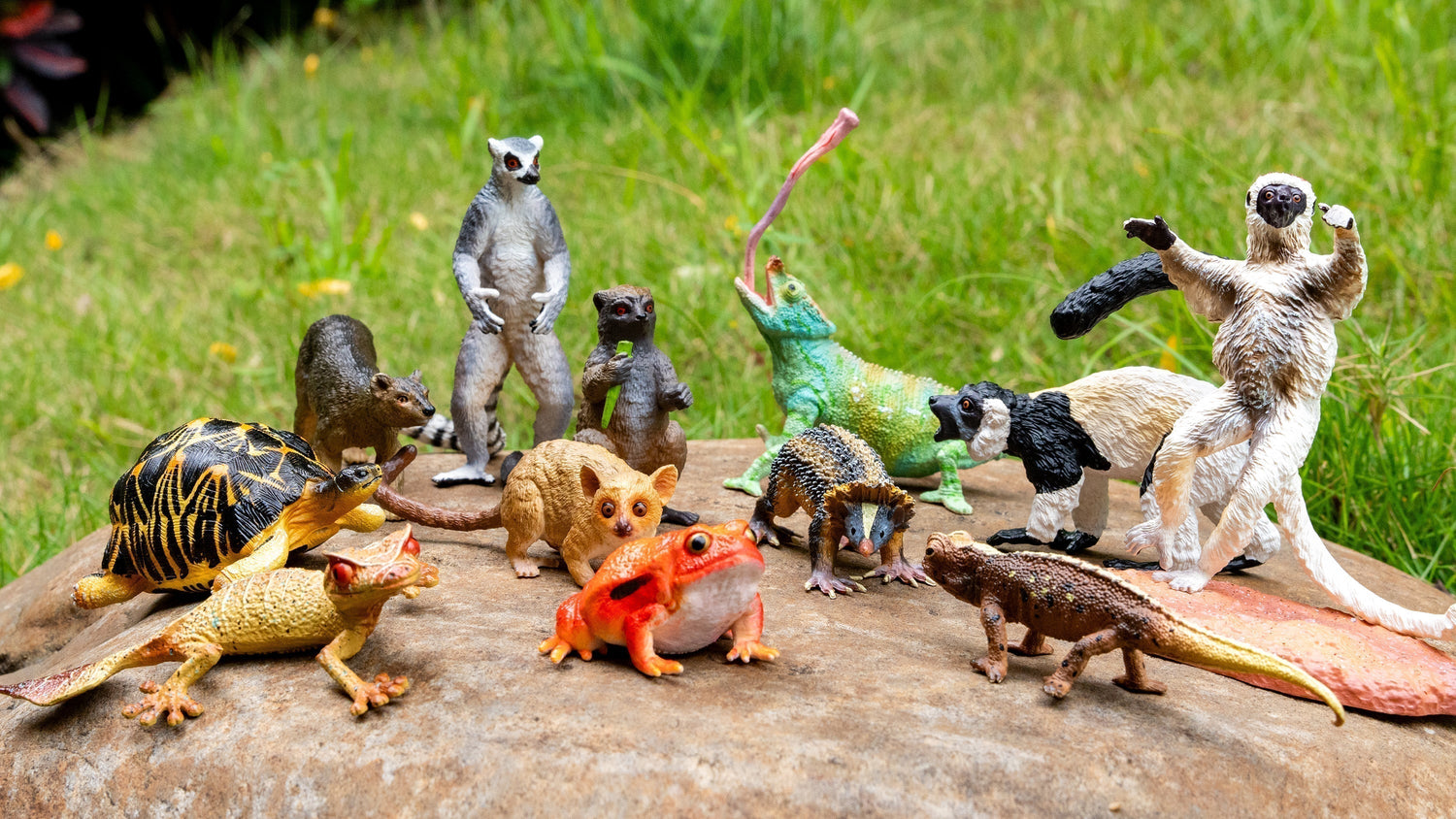 Madagascar in the Palm of Your Hand