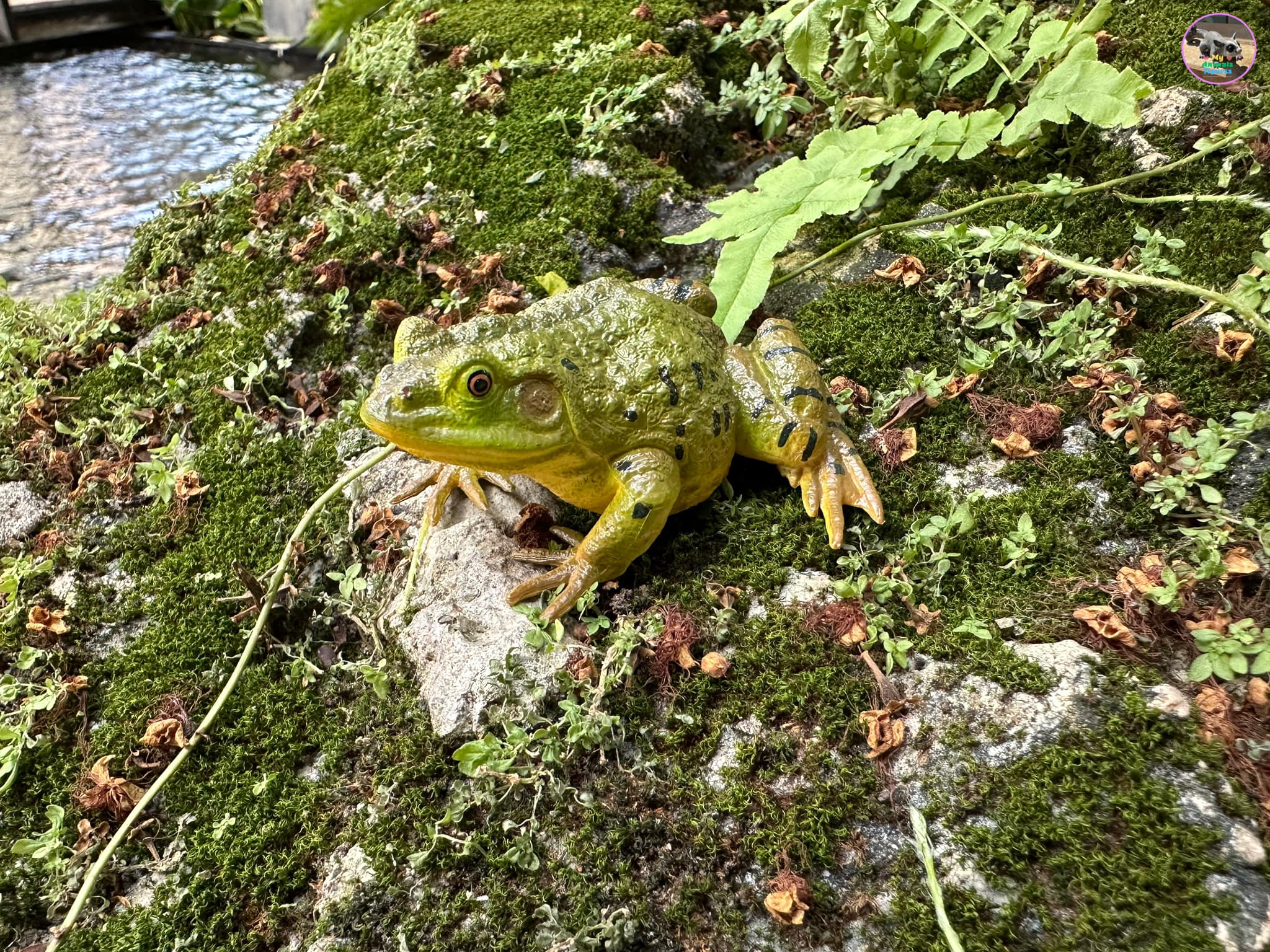 Toymany American Bullfrog Figurine Toy