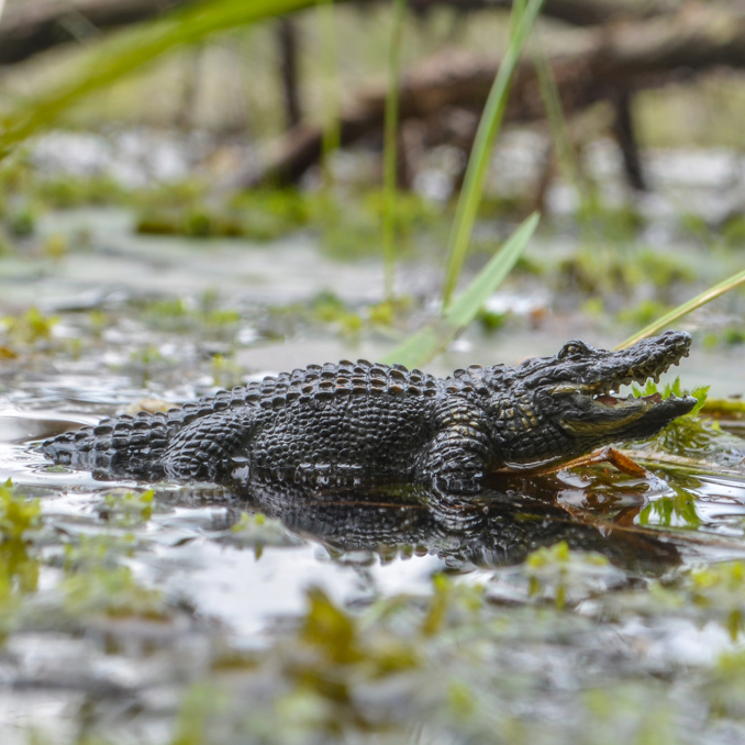Toymany Alligator Figurine Toy-outdoor