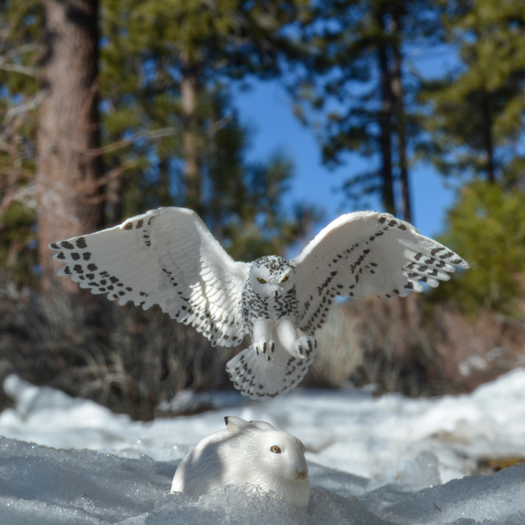 Toymany Arctic Falcon Figurine Toy-outdoor