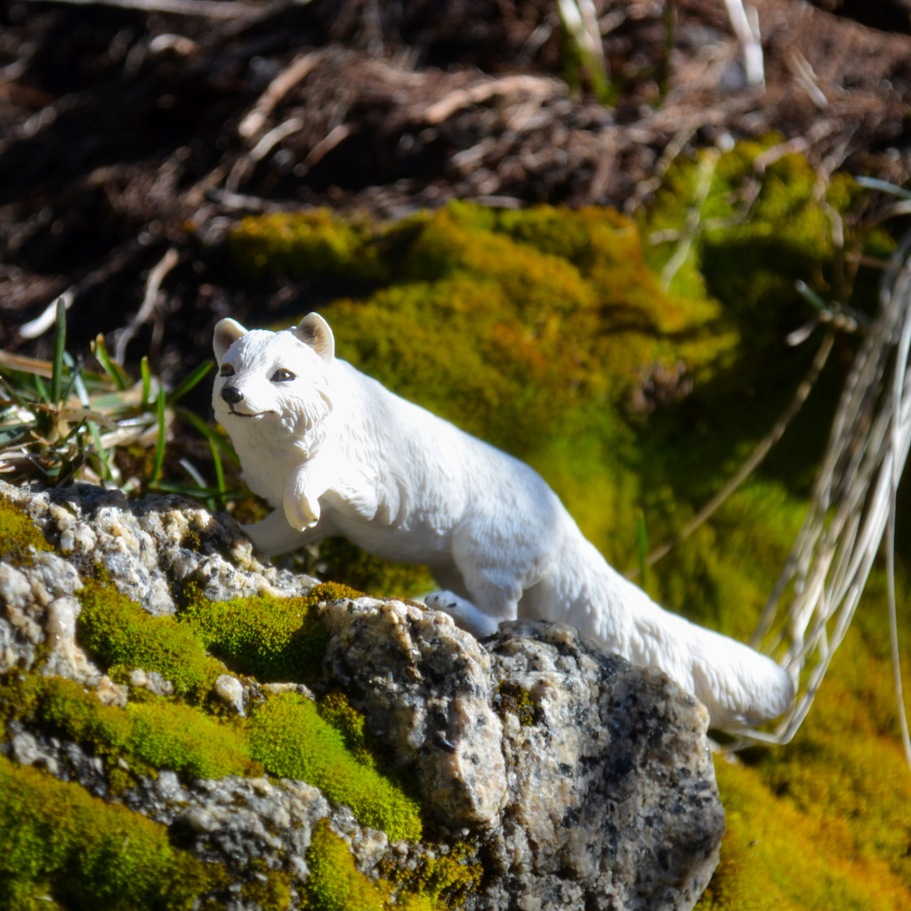 Toymany Arctic Fox Figurine Toy-outdoor 2