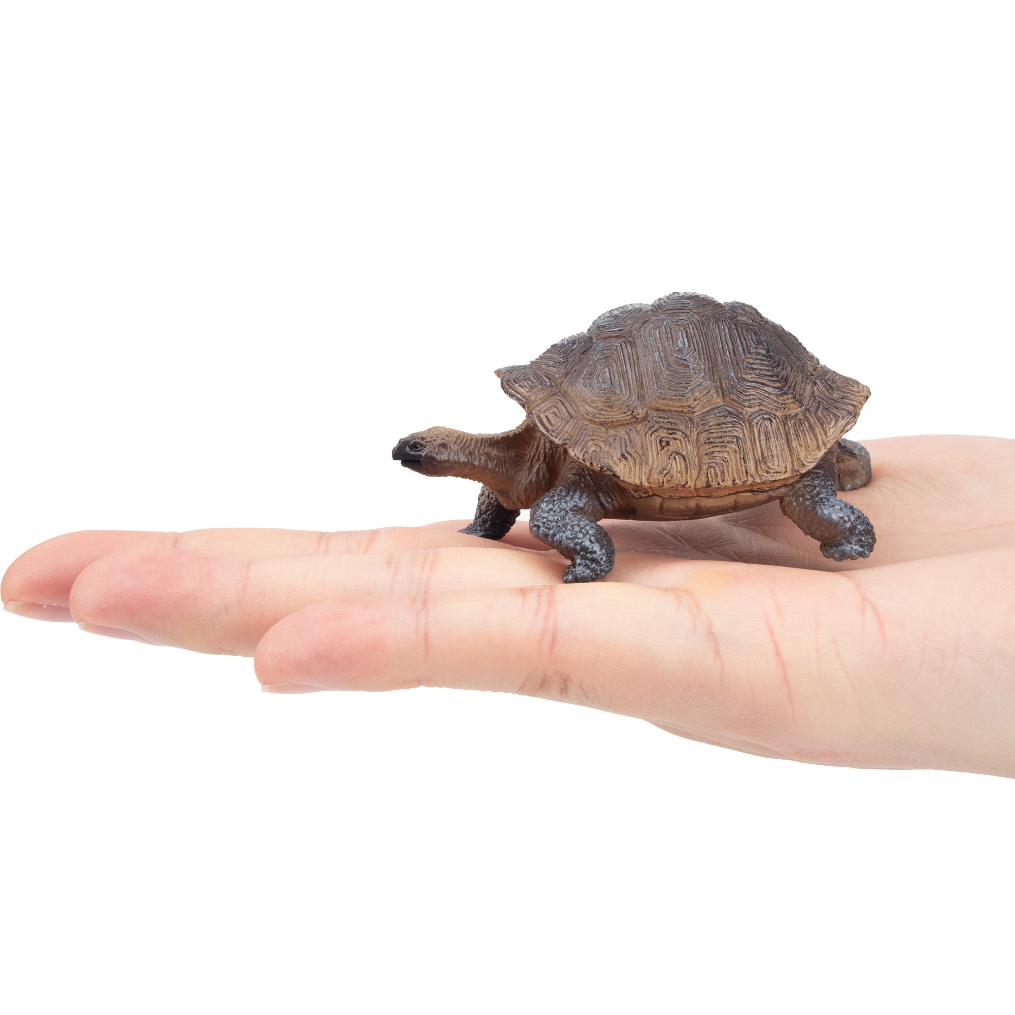 Toymany Galapagos Tortoise Figurine Toy-on hand