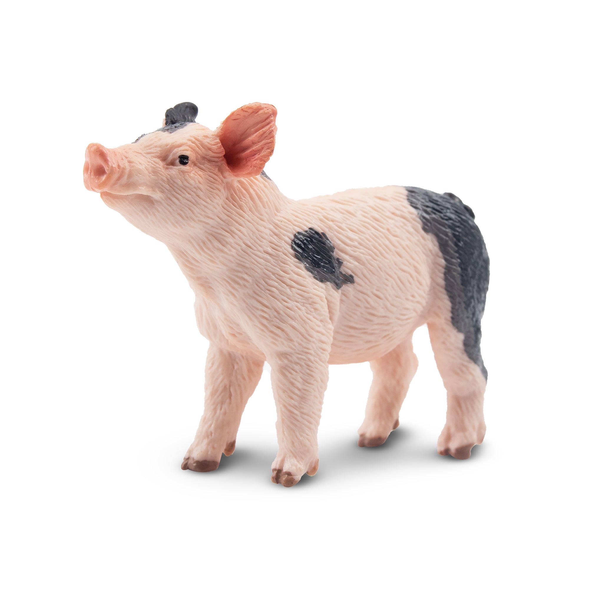 Toymany Gazing Grey Piglet Figurine Toy-front