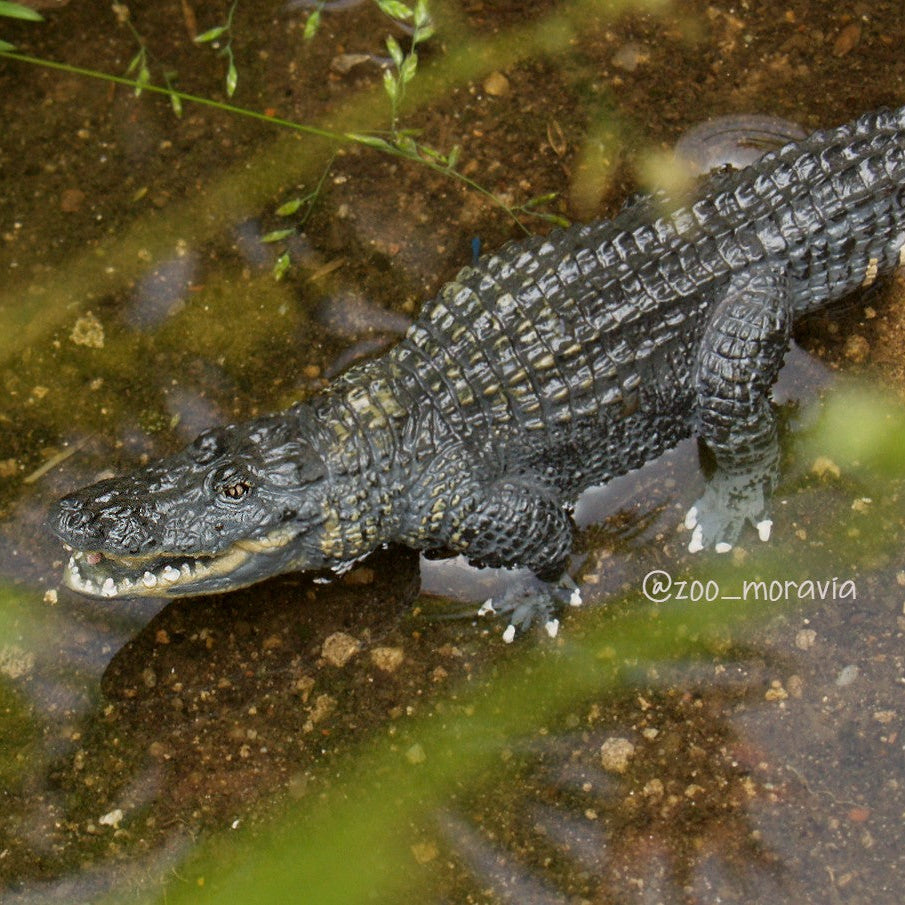 Toymany Alligator Figurine Toy