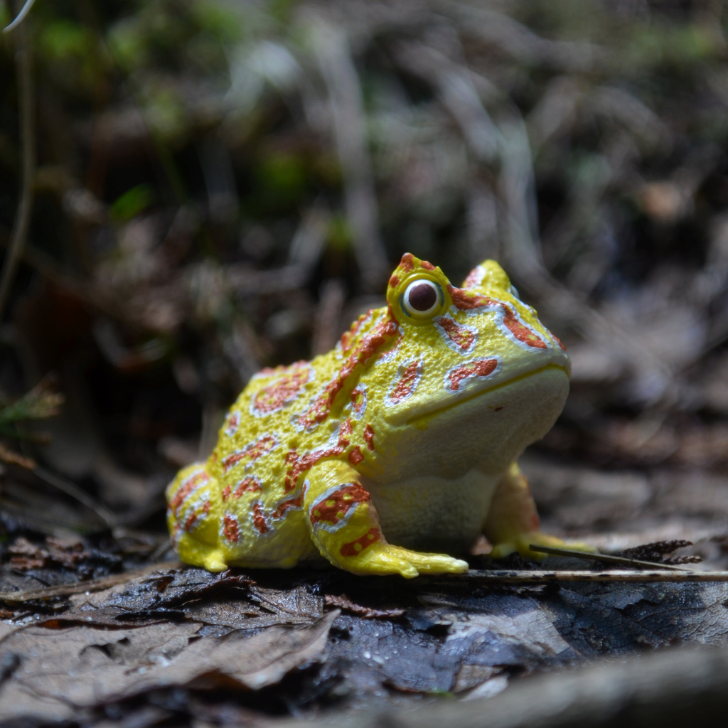 Toymany Argentine Horned Frog Figurine Toy