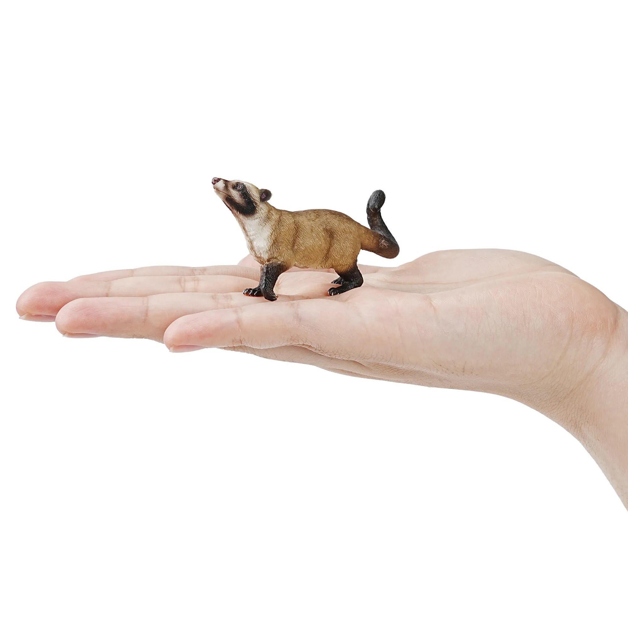 Toymany Asian Palm Civet Figurine Toy-on hand