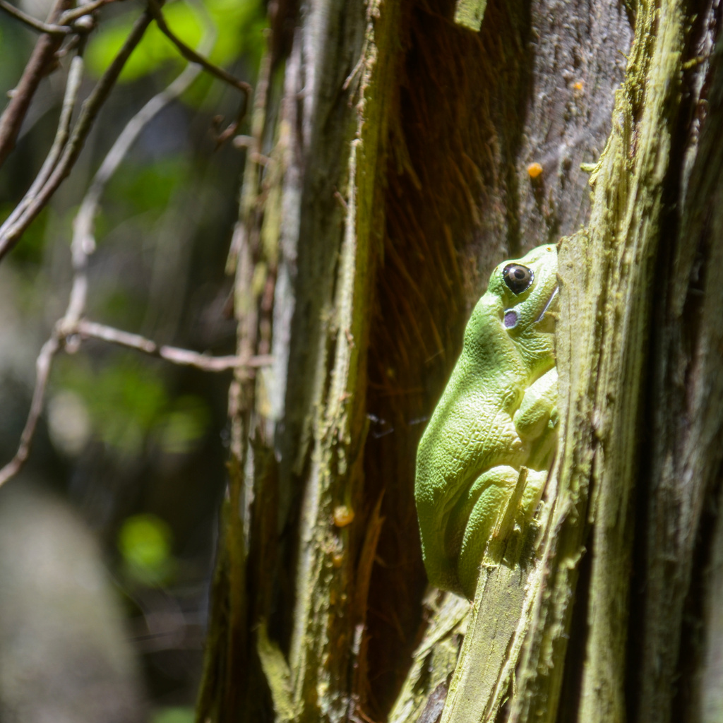 لعبة تمثال ضفدع الشجر الأخضر الأسترالي من Toymany