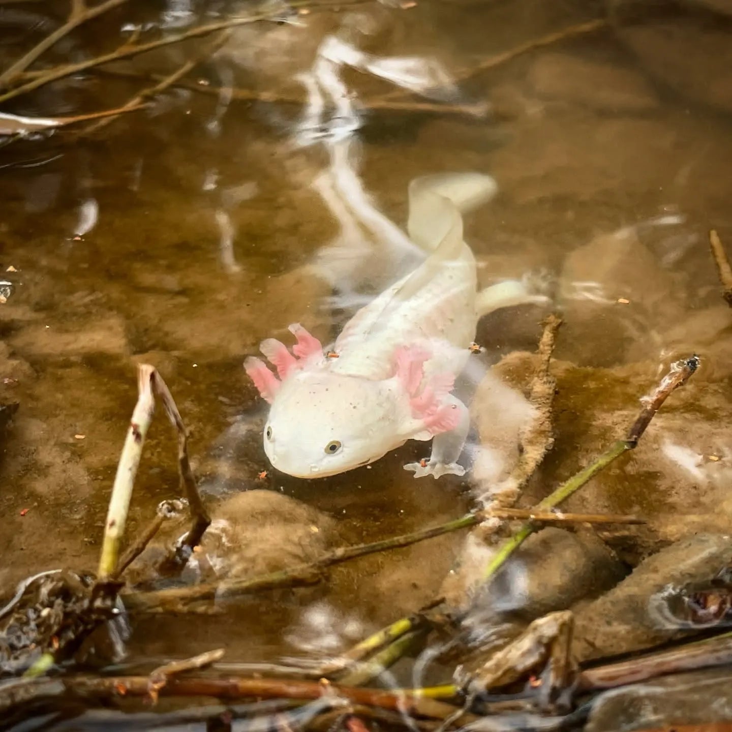 Toymany Axolotl Salamander Figurine Toy