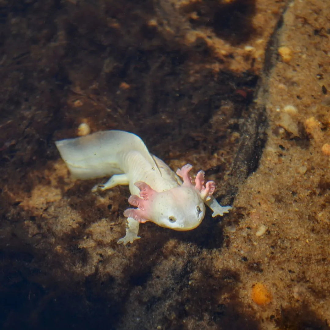 Toymany Axolotl Salamander Figurine Toy