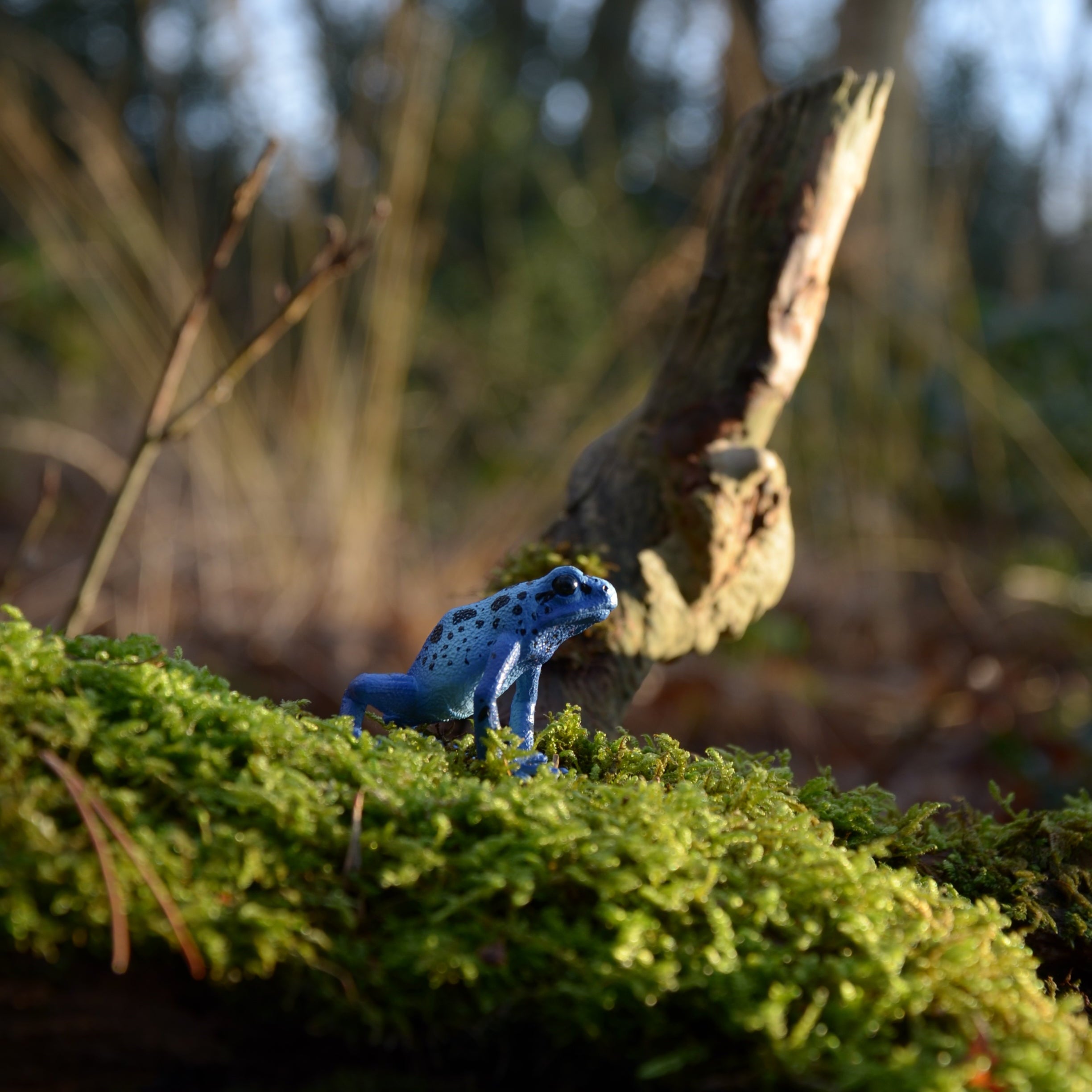 لعبة تمثال ضفدع السهام السام الأزرق من Toymany