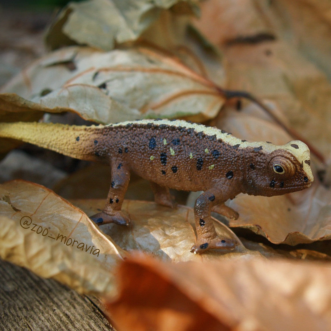 Jouet figurine de Brookesia Micra Toymany