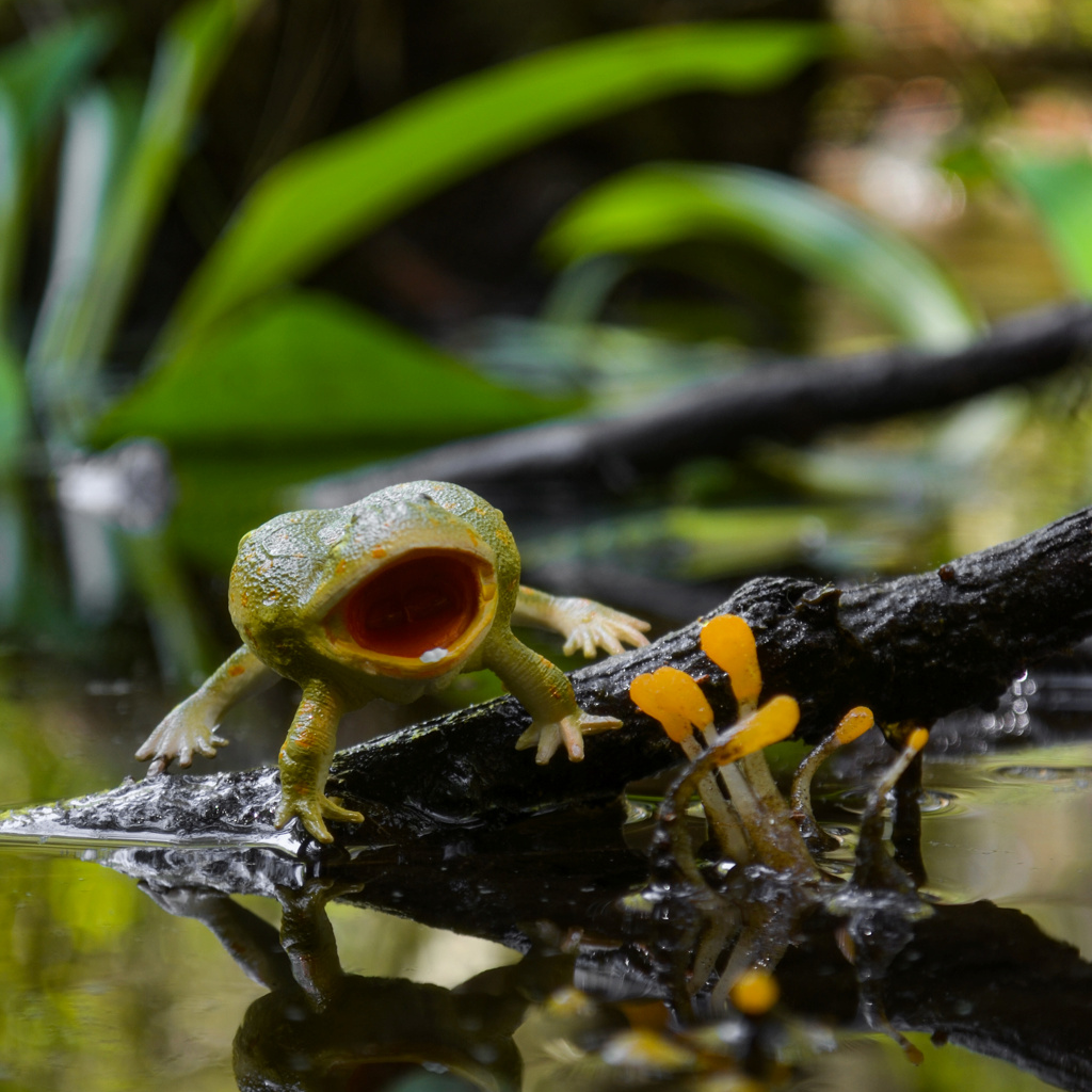 Figura de Rana de Budgett Toymany