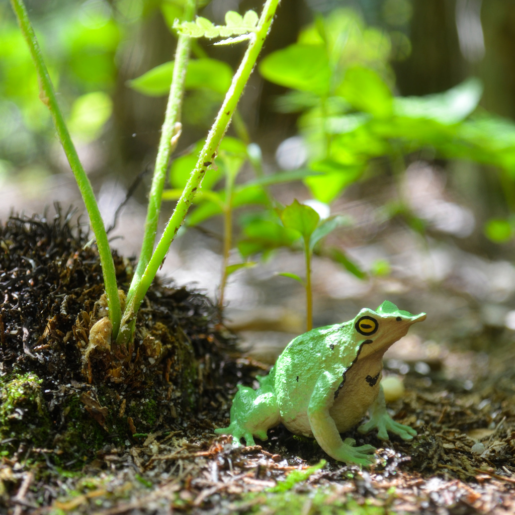 Figurine Jouet Grenouille de Darwin Mini Toymany