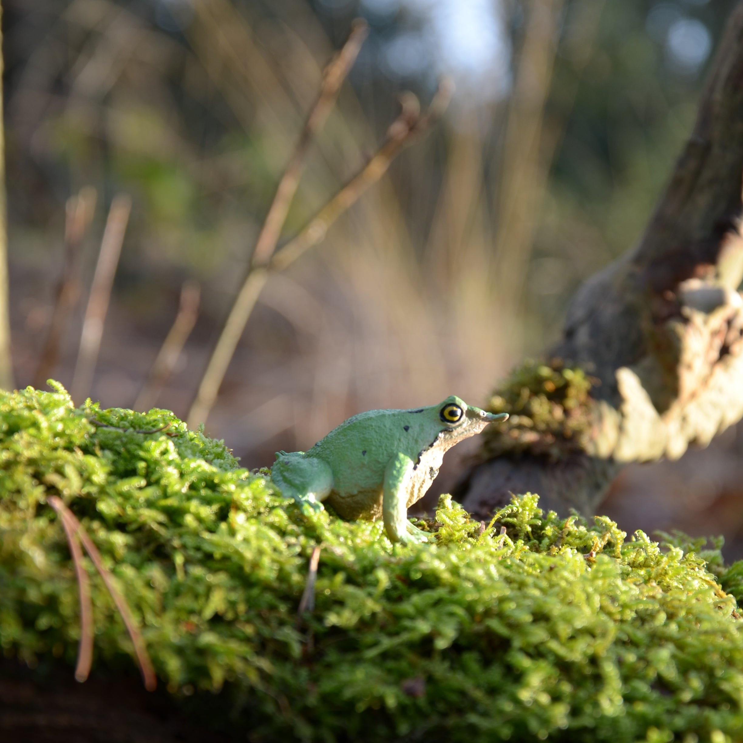 Figurine Jouet Grenouille de Darwin Mini Toymany