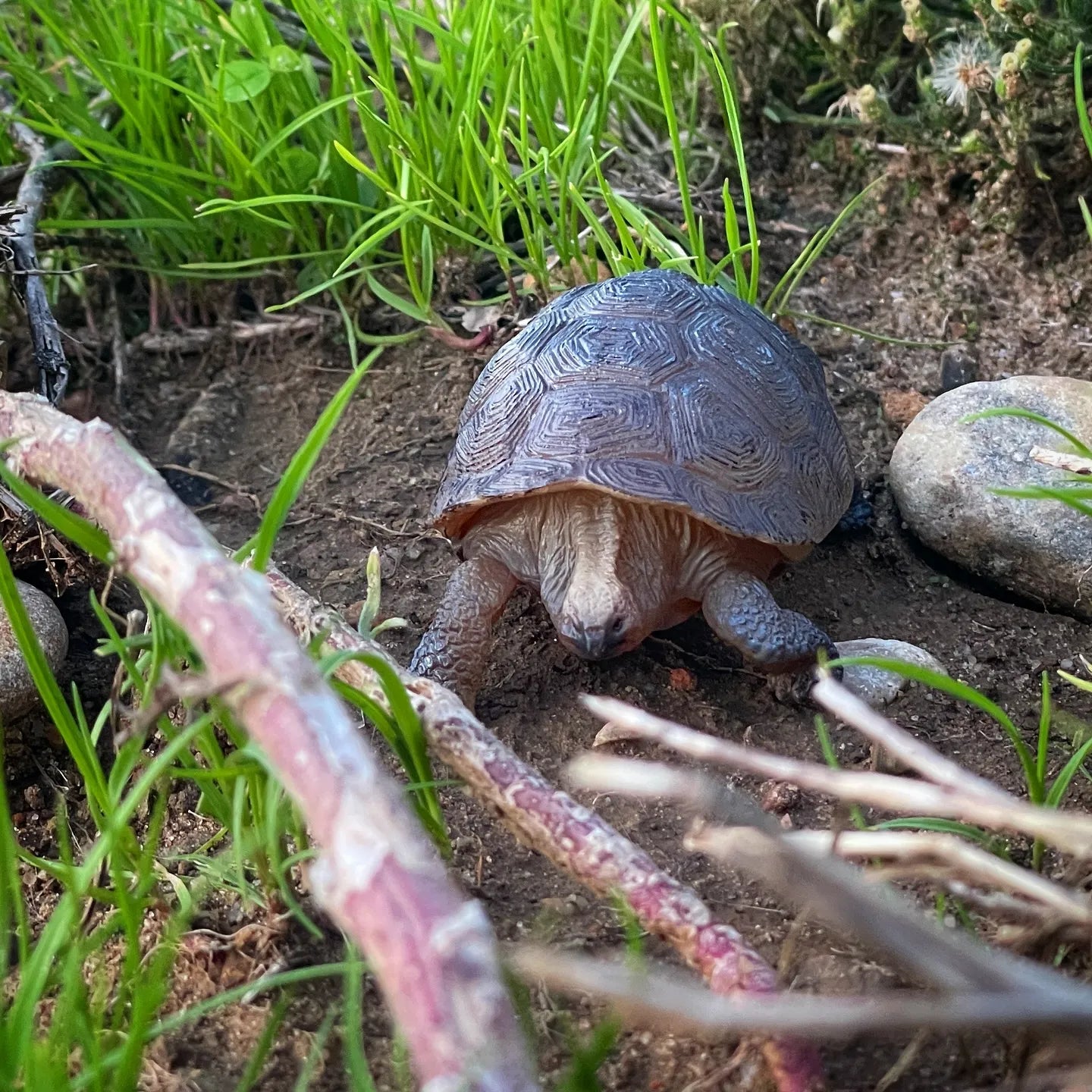Toymany Galapagos Tortoise Figurine Toy