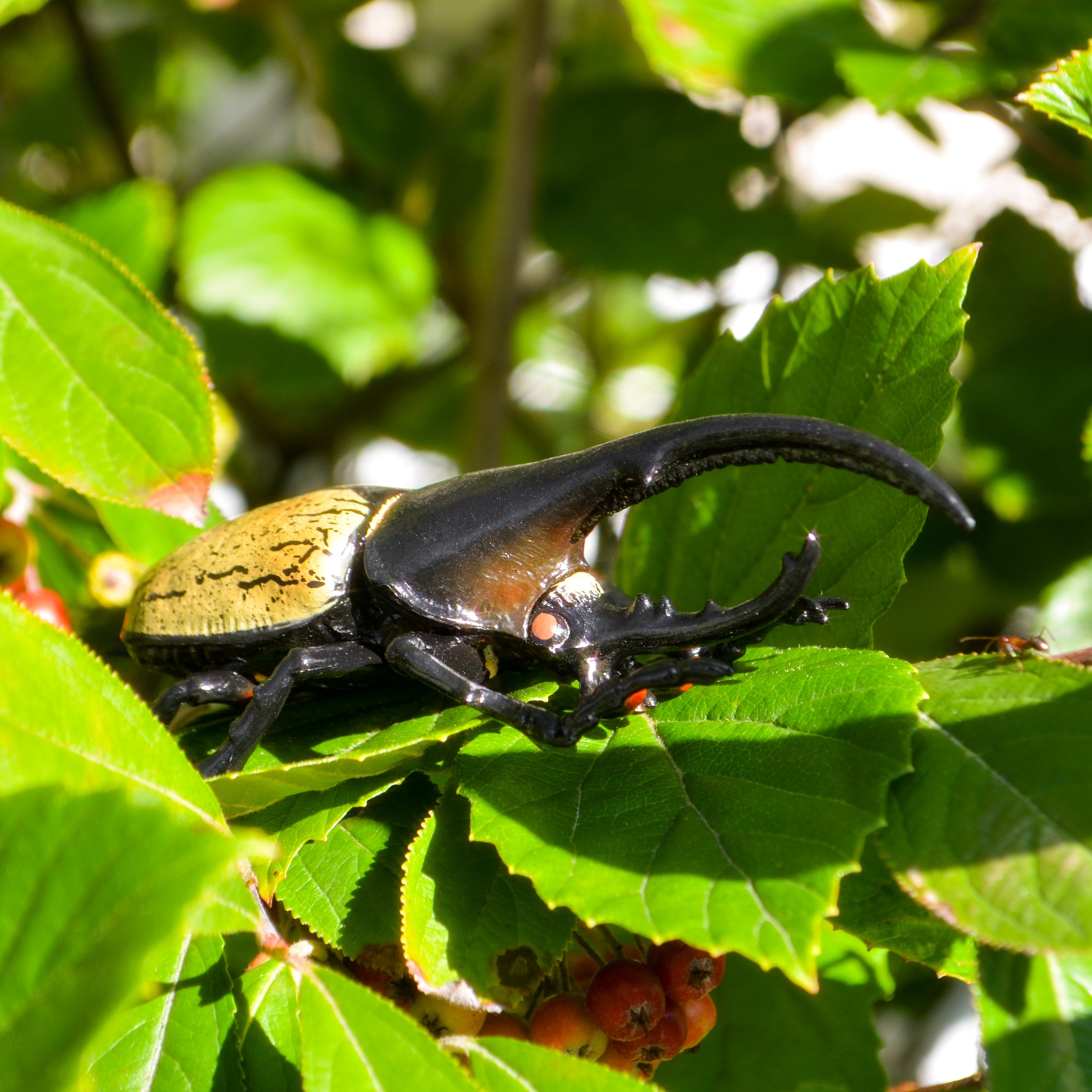 Toymany Hercules Beetle Figurine Toy