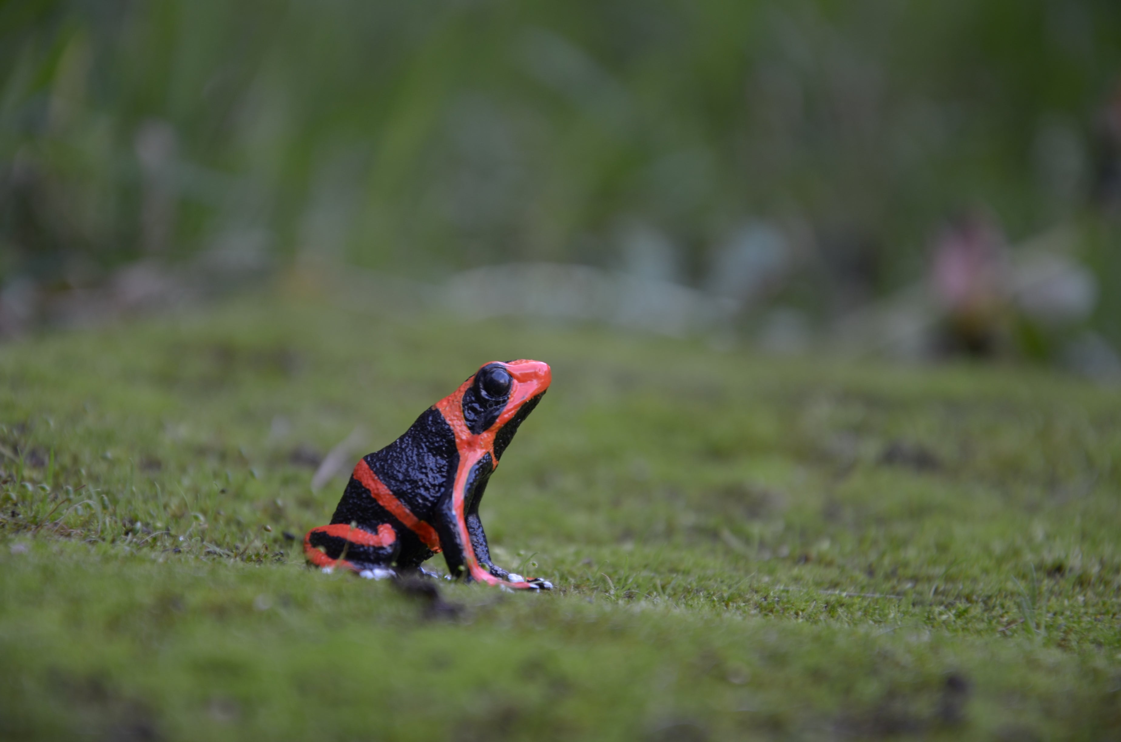 لعبة تمثال ضفدع ليهمان السام من Toymany