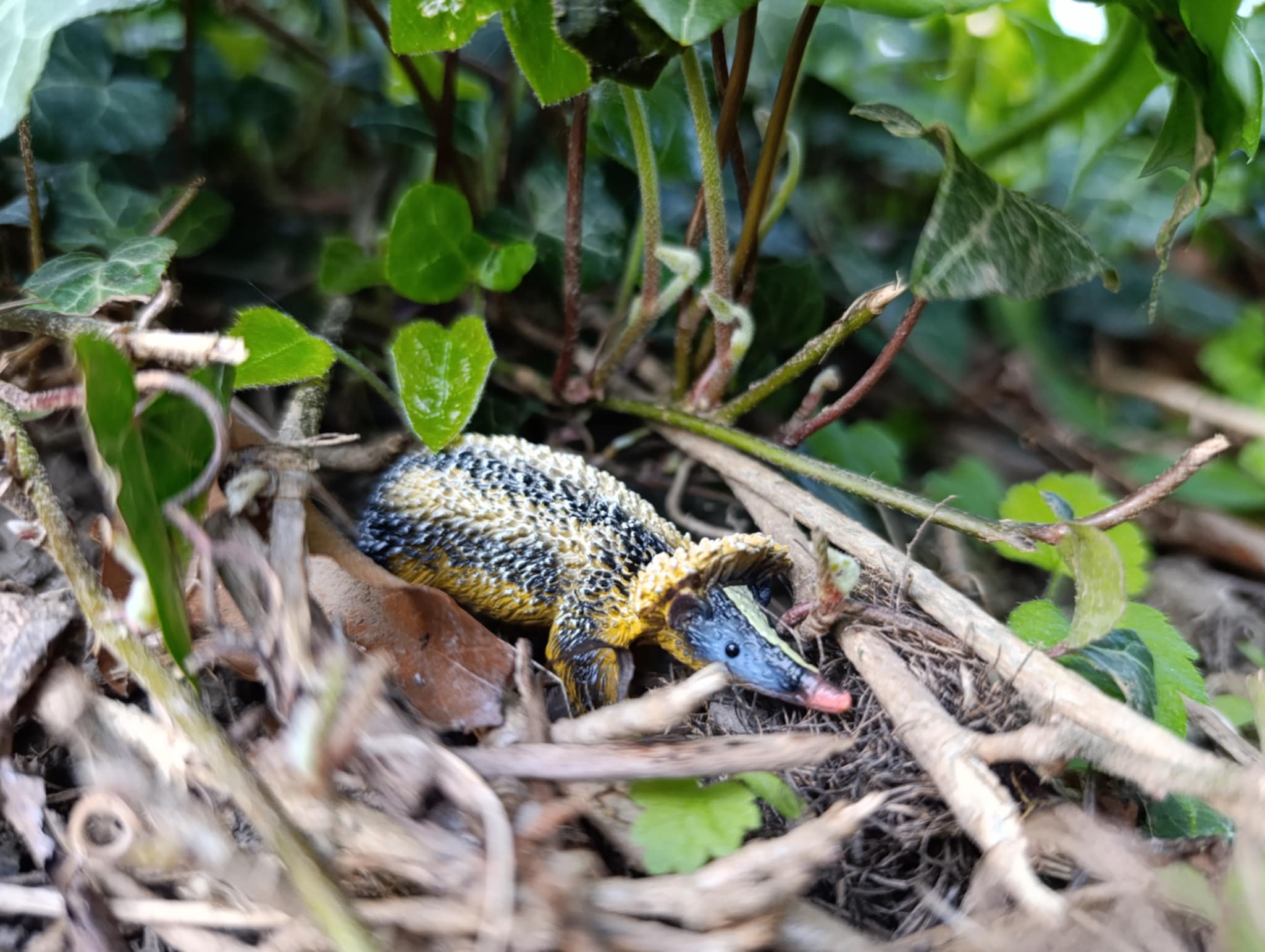 لعبة مجسّم من Toymany للتنريك المخطط من الأراضي المنخفضة