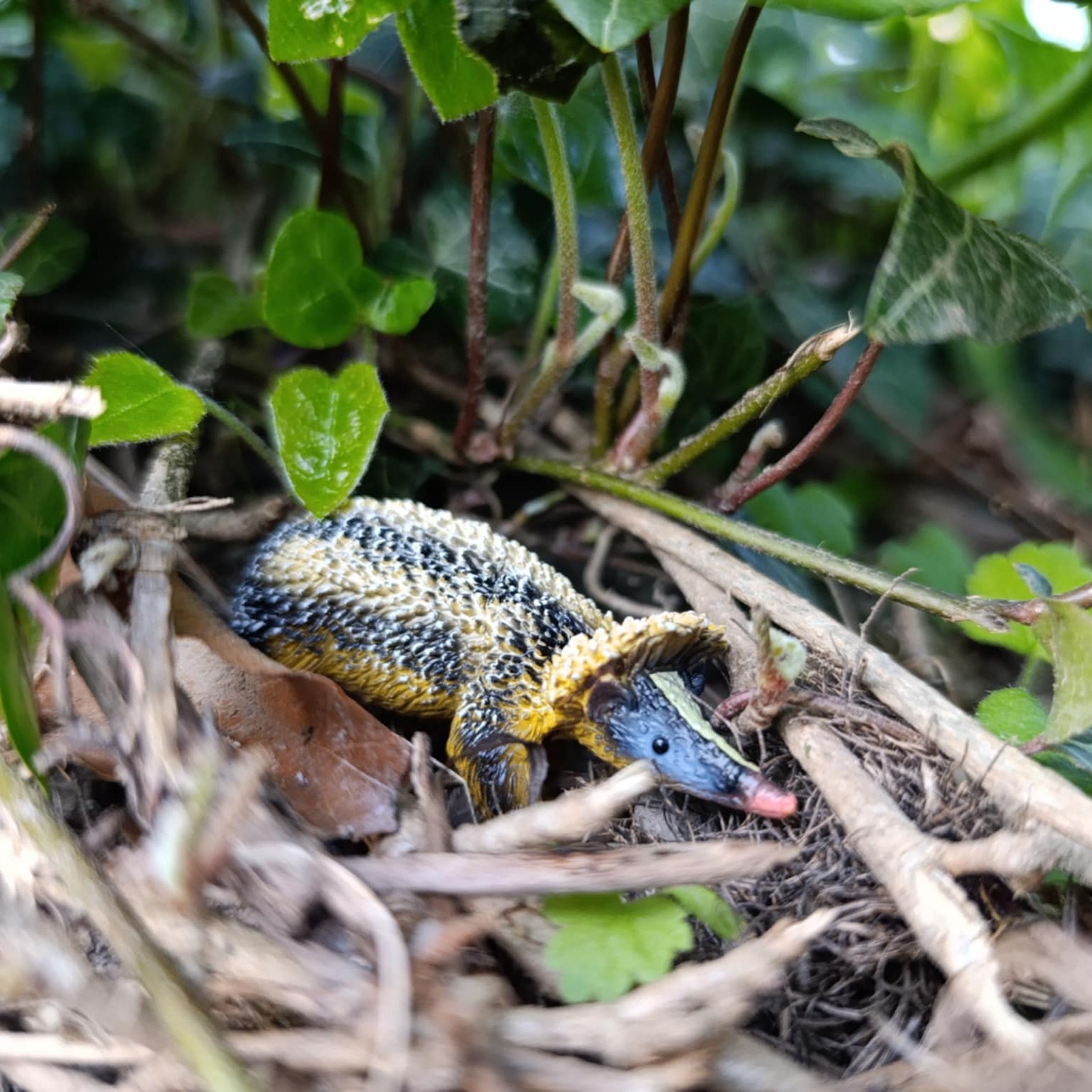 Toymany Lowland Streaked Tenrec Figurine Toy