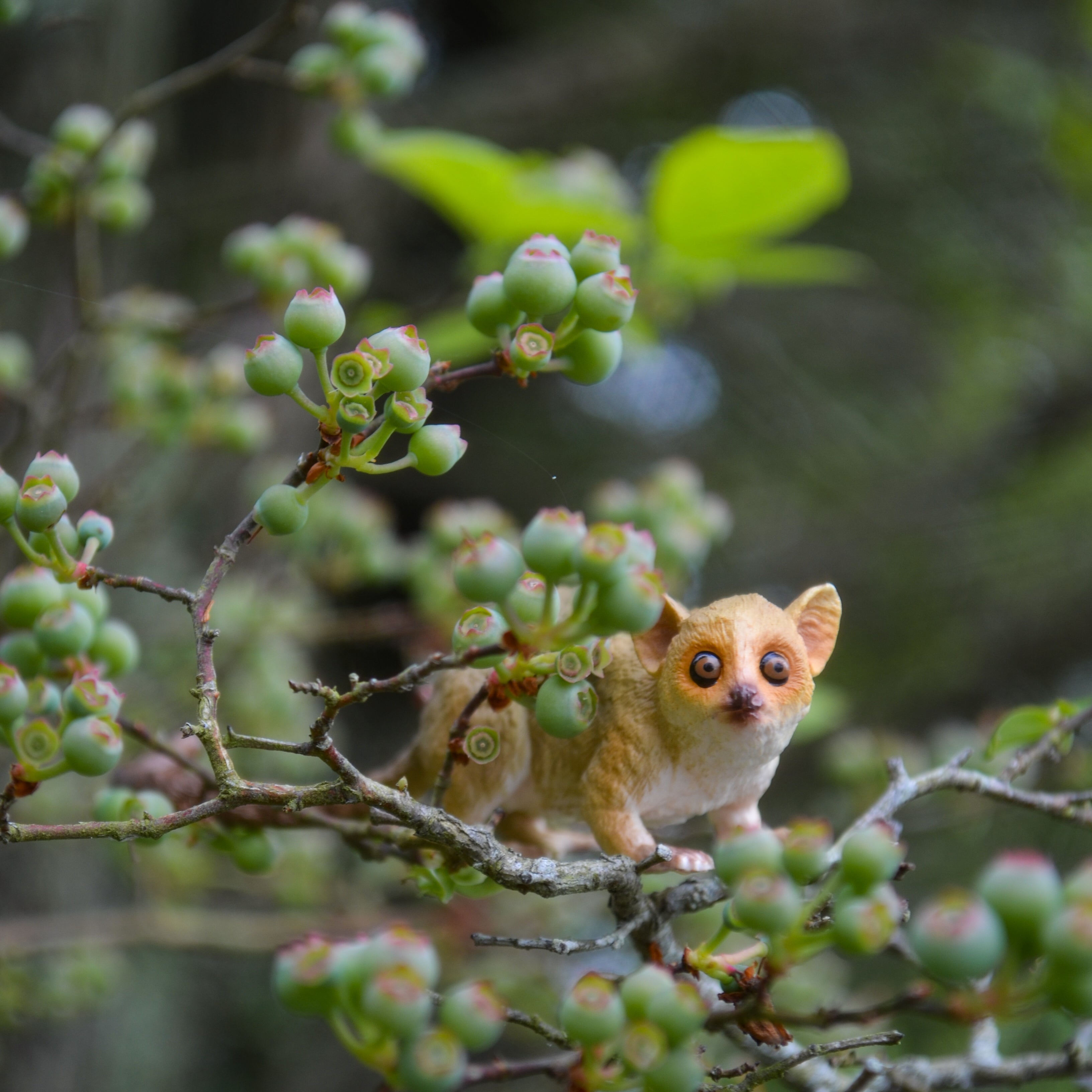 Toymany Madame Berthe's Mouse Lemur Figurine Toy