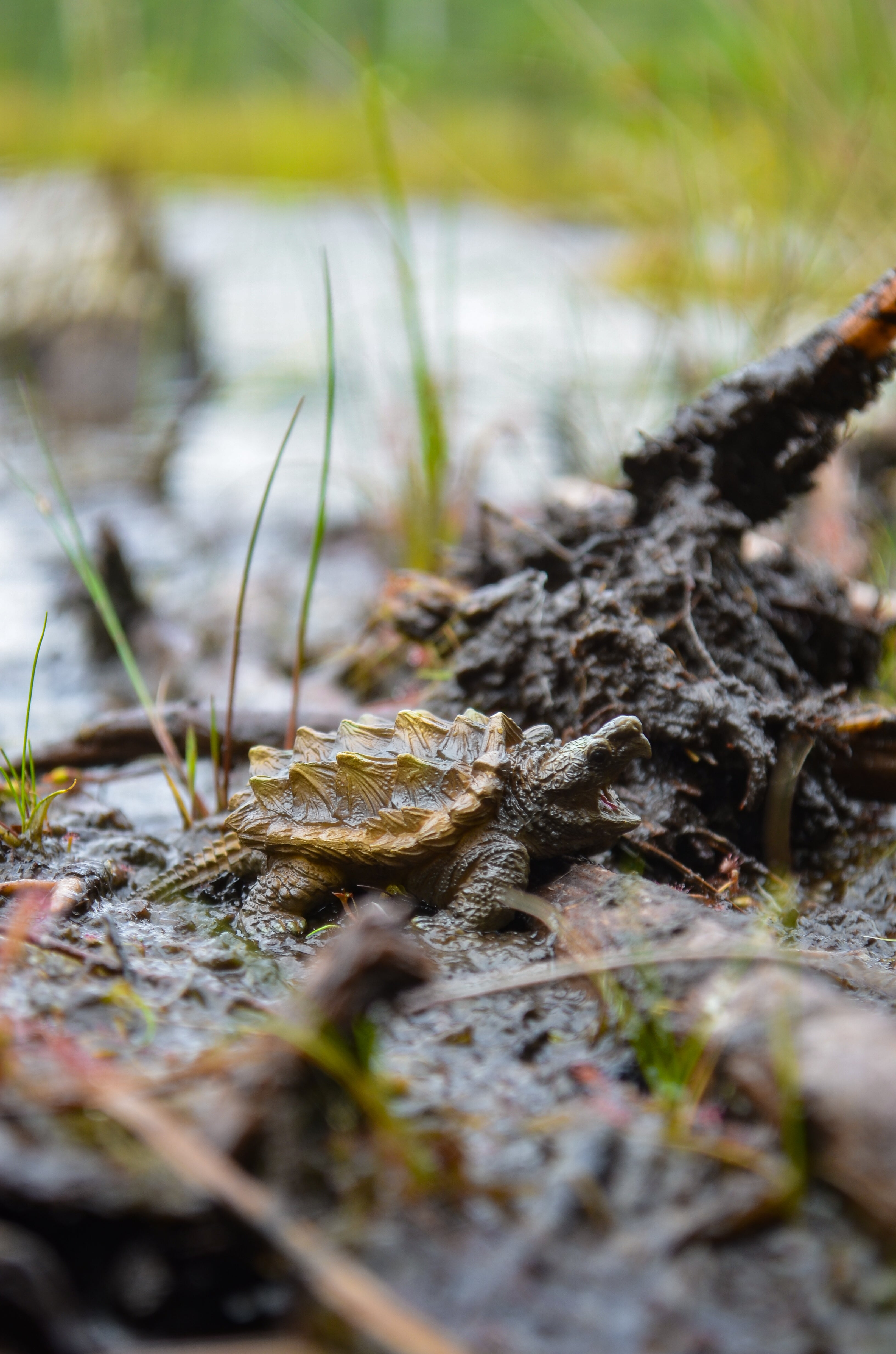 Juguete figura de tortuga caimán Toymany