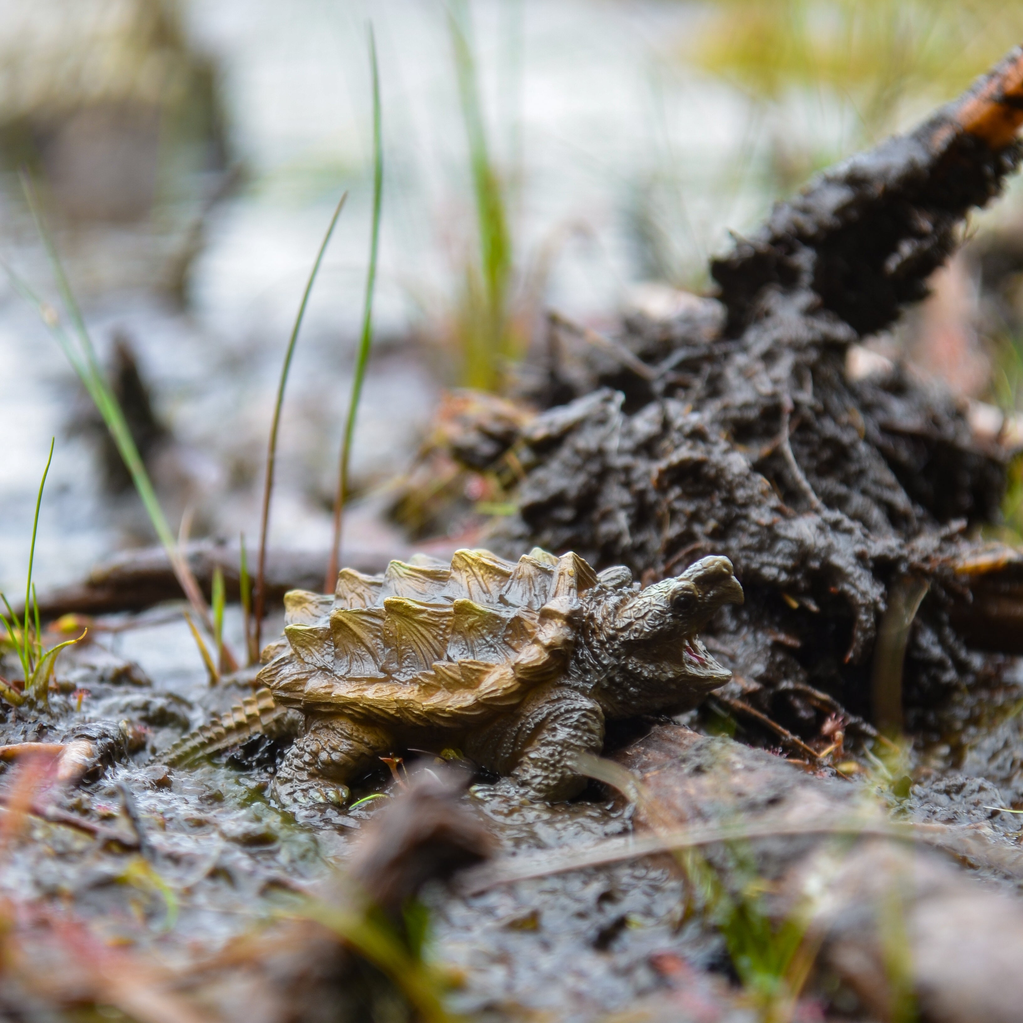 Toymany Mini Alligator Snapping Turtle Figurine Toy - Small Size