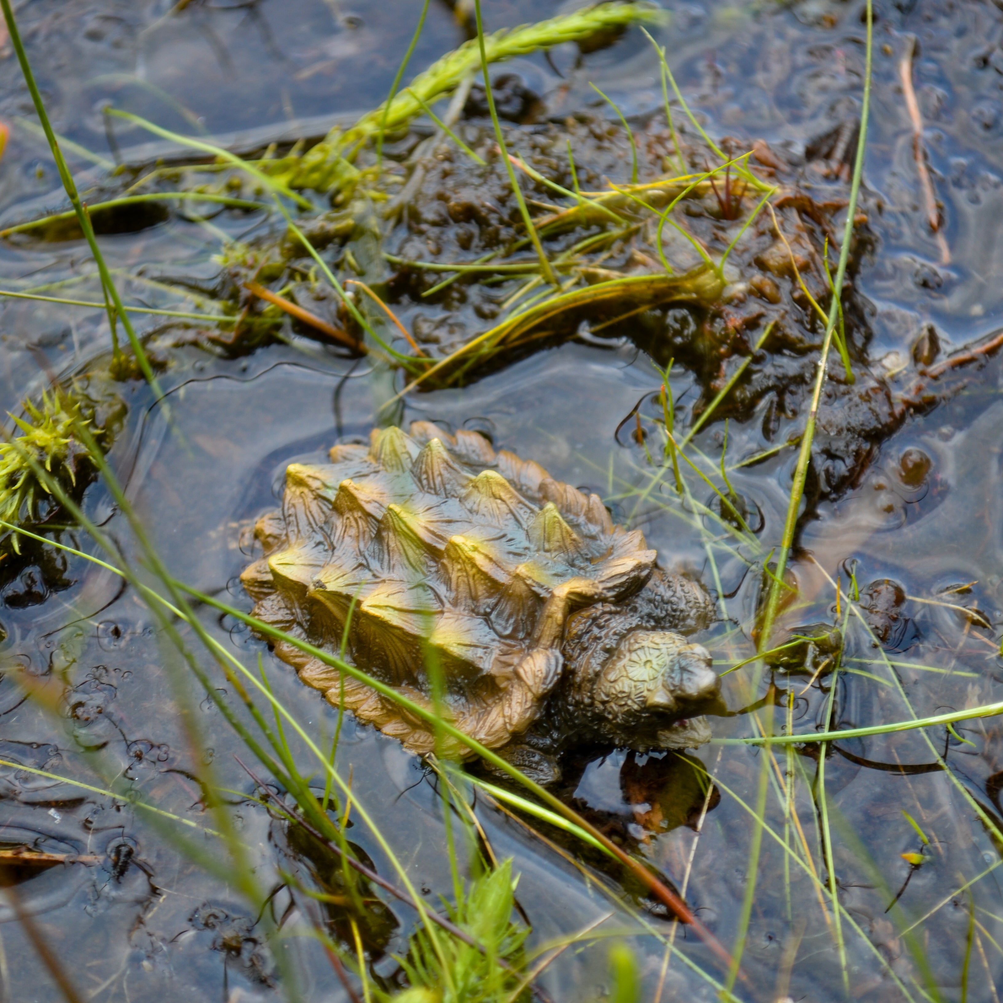 Toymany Mini Alligator Snapping Turtle Figurine Toy - Small Size