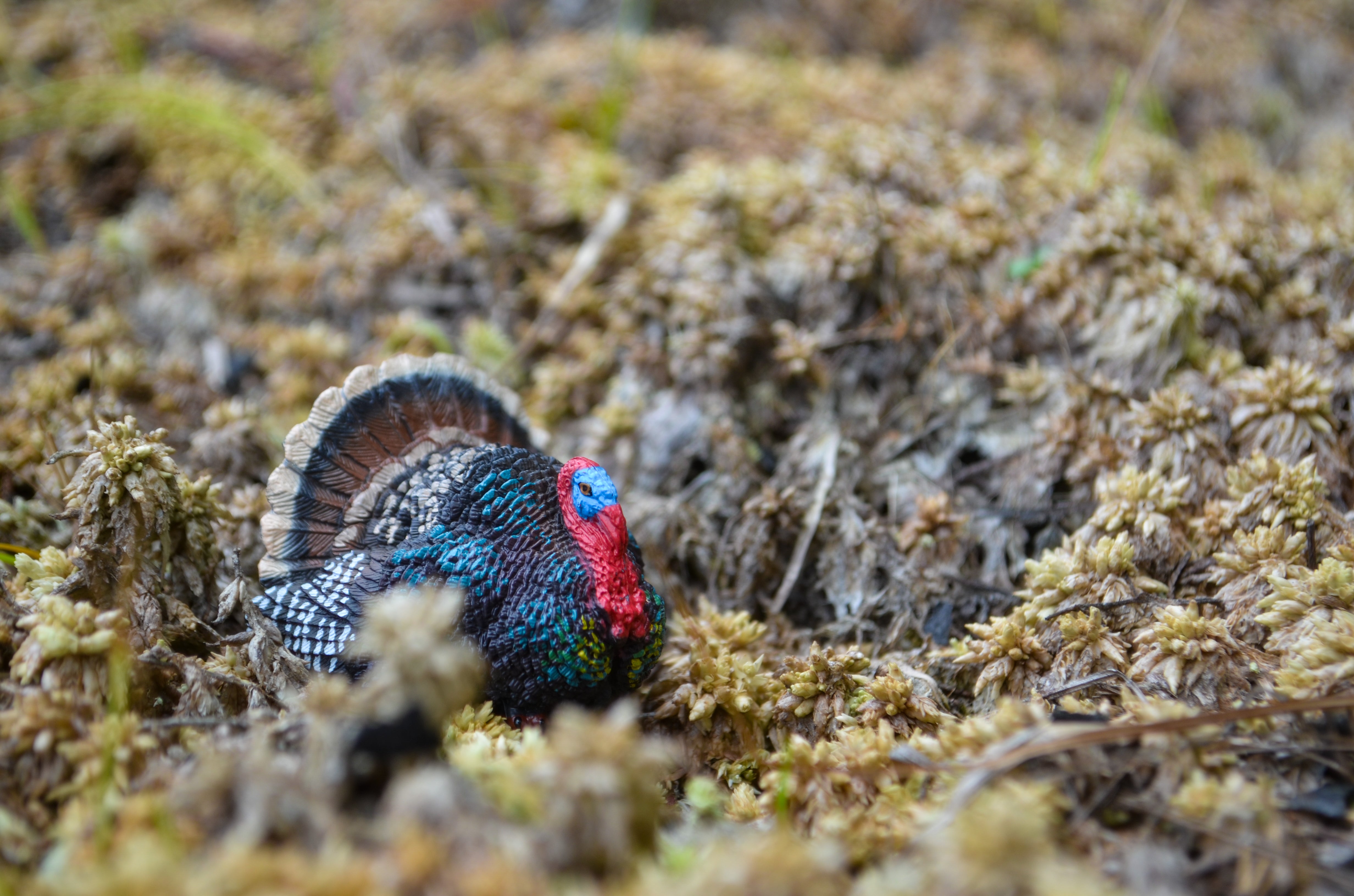 Toymany Mini Turkey Figurine Toy - Small Size