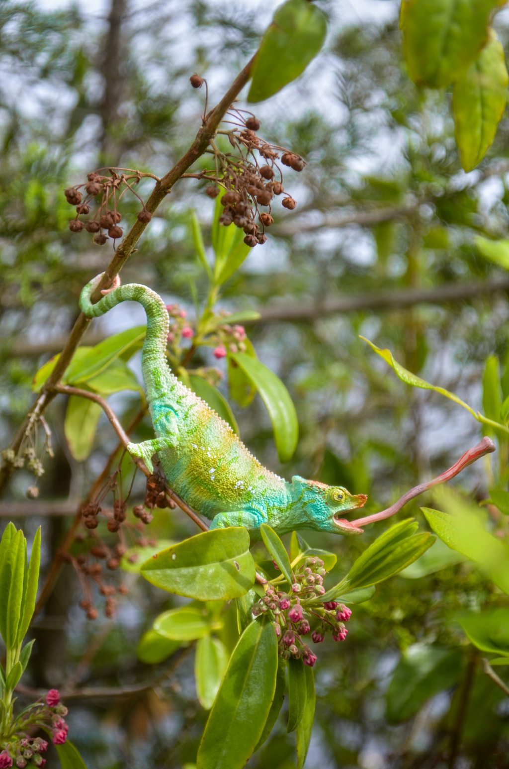 لعبة مجسّم من Toymany للحرباء الخاصة ببارسون