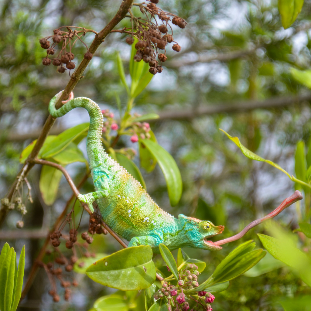 Juguete de figura de camaleón de Parson Toymany