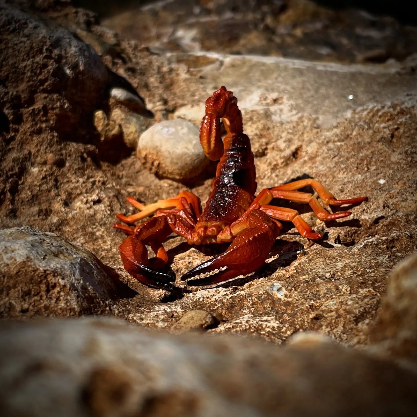 Toymany Red Scorpion Figurine Toy