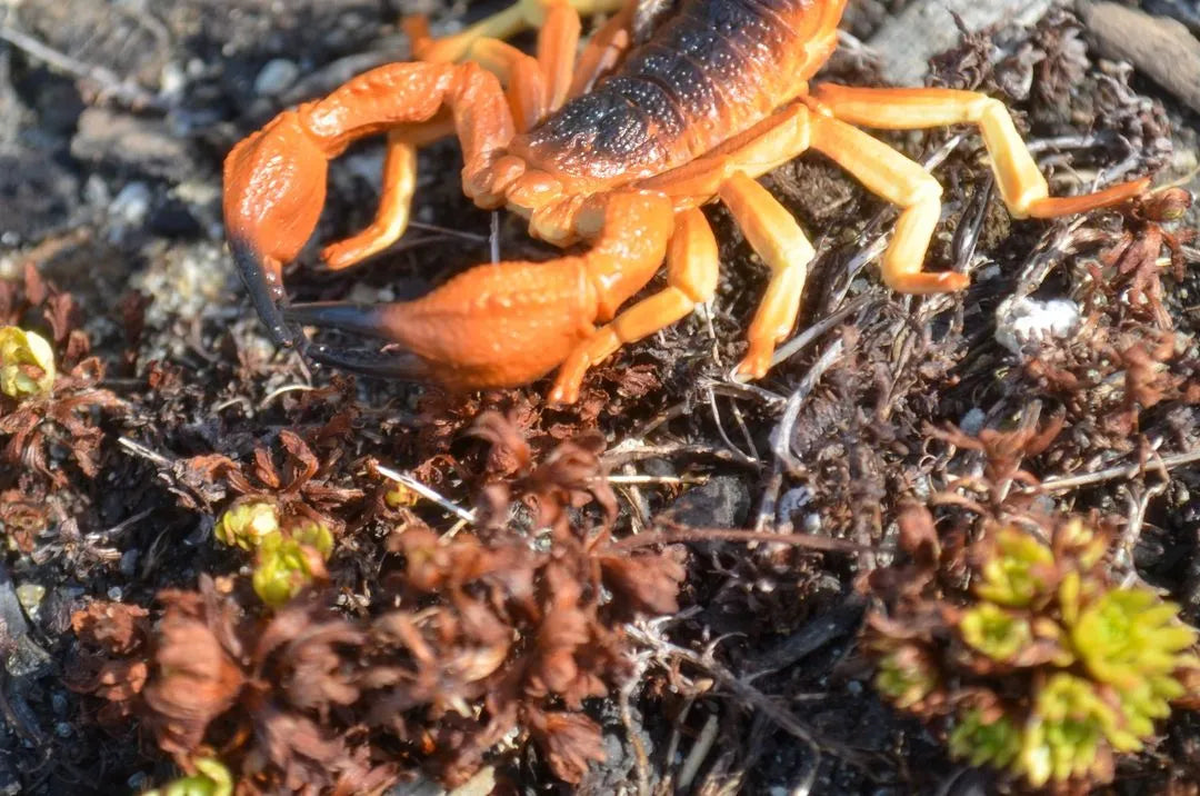 Toymany Red Scorpion Figurine Toy