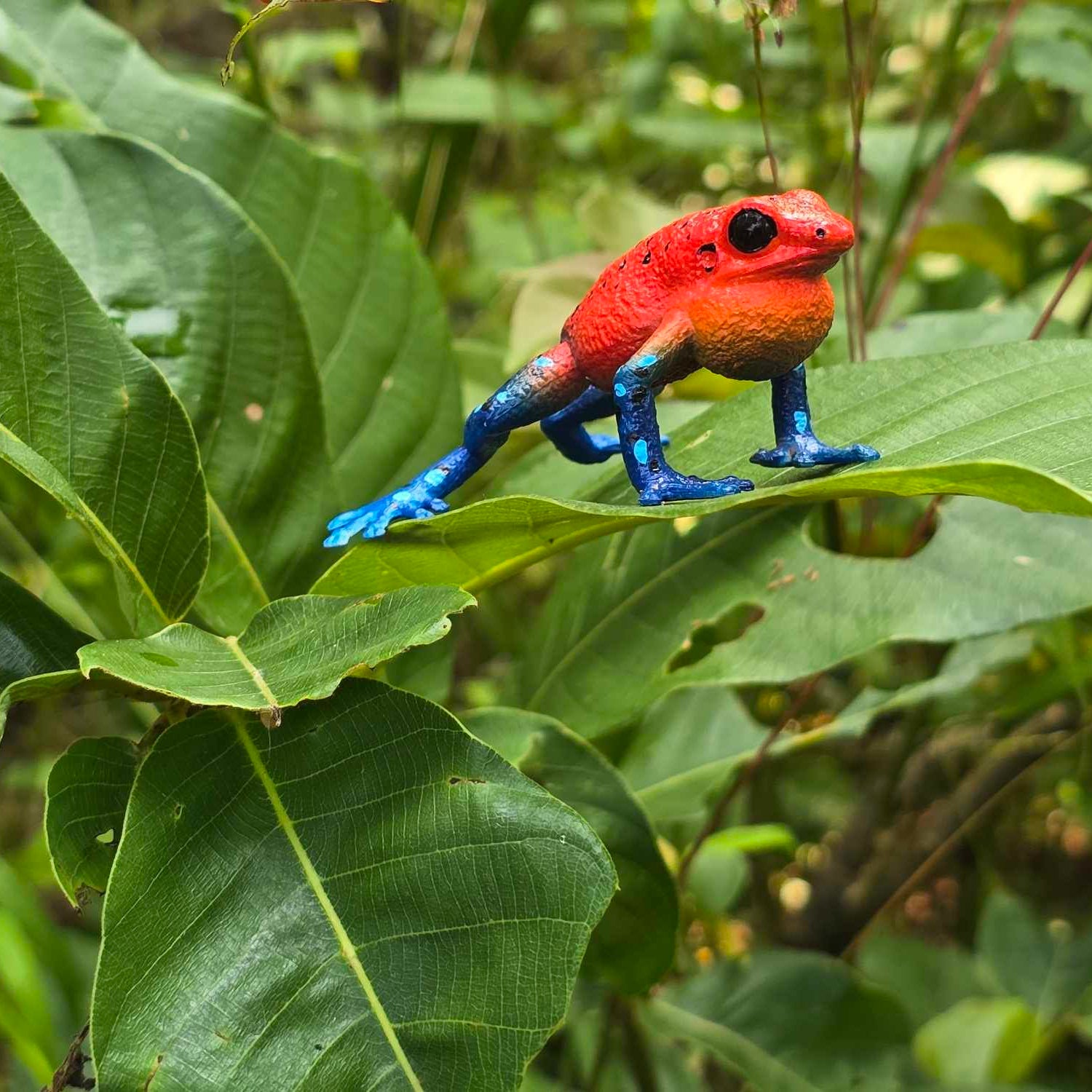 لعبة تمثال ضفدع السهام السام الفراولة من Toymany