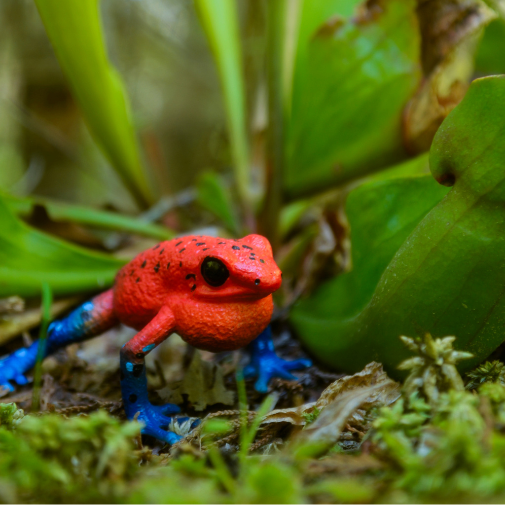 لعبة تمثال ضفدع السهام السام الفراولة من Toymany