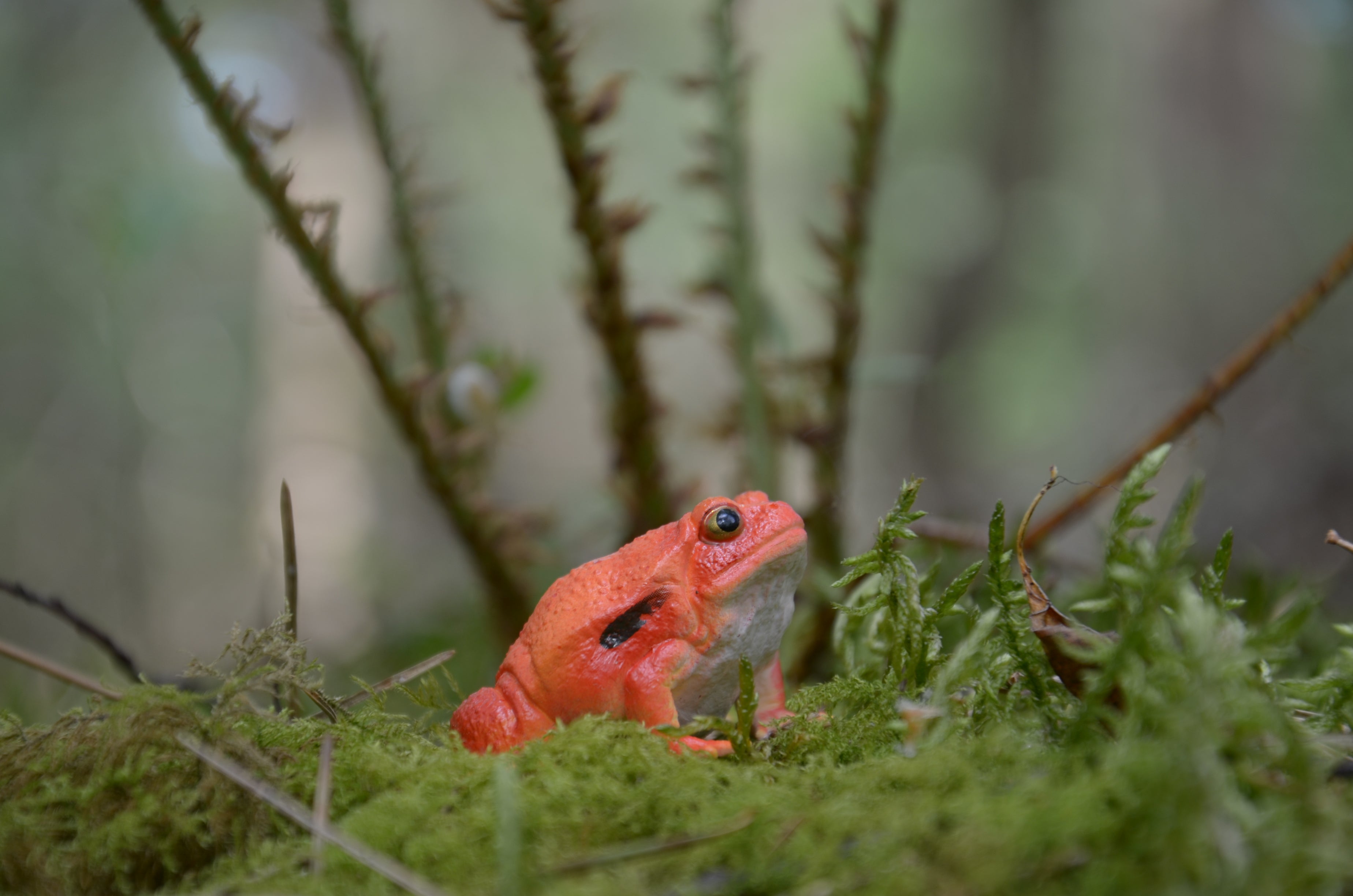 لعبة مجسّم من Toymany للضفدع الطماطم