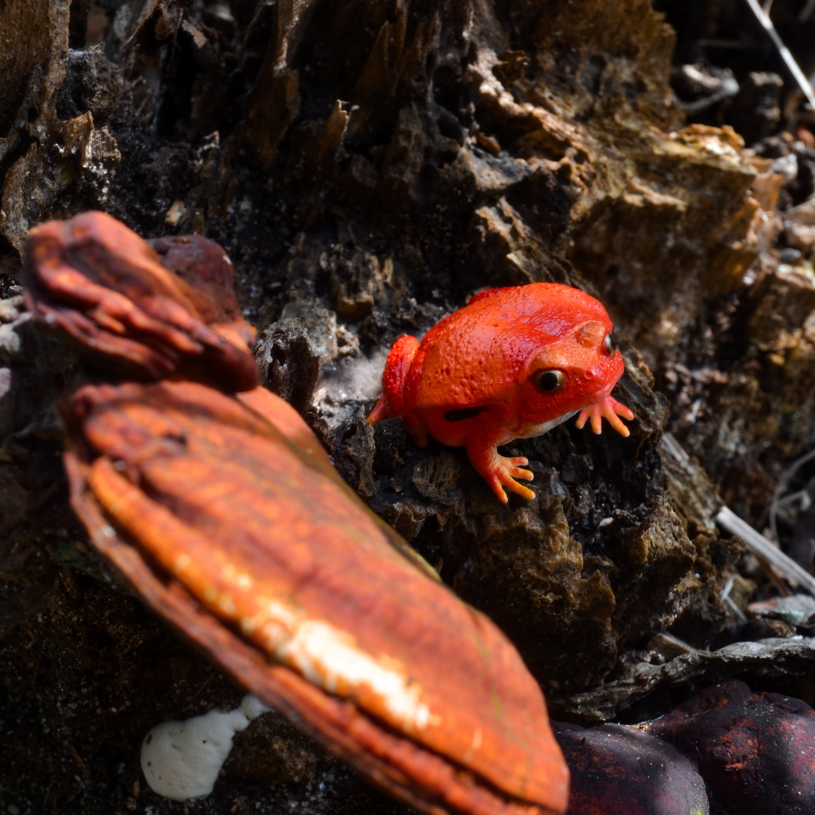 Toymany Tomato Frog Figurine Toy