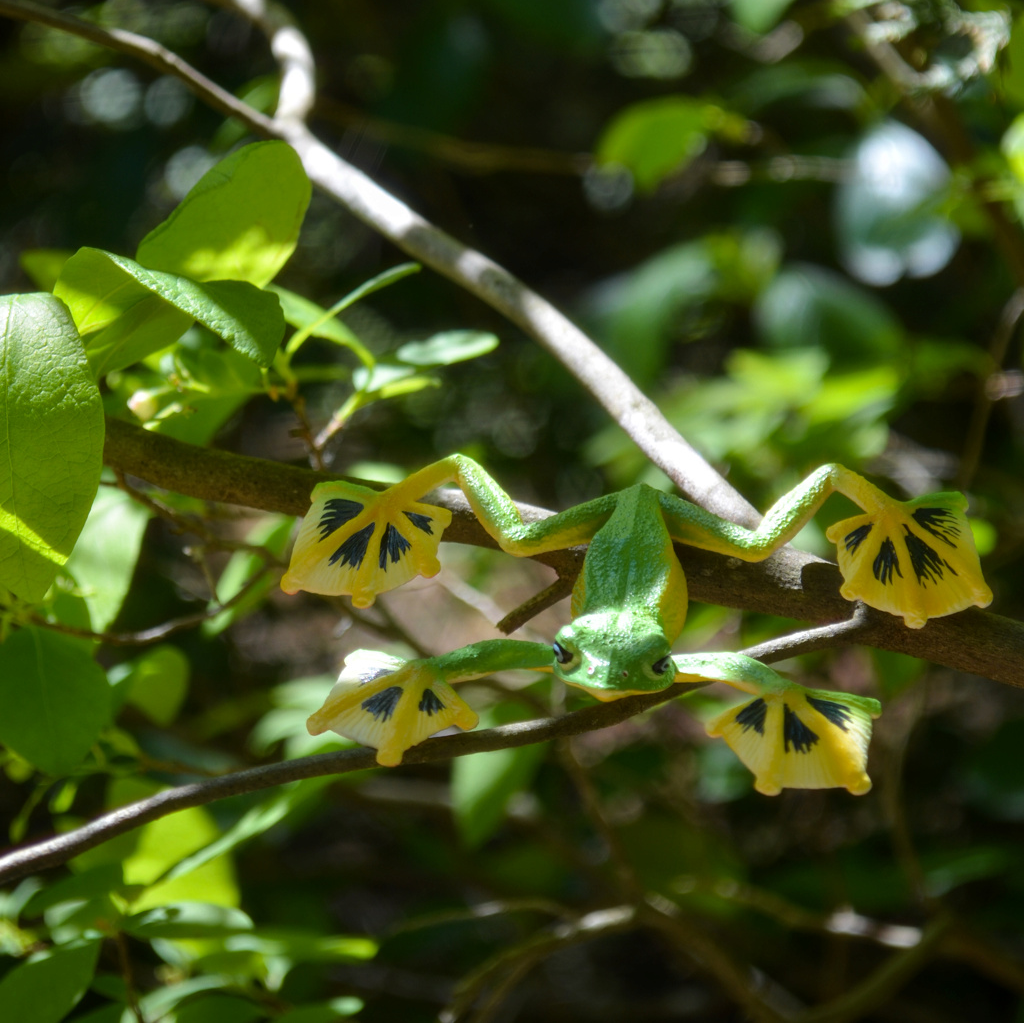 Figura de Rana Voladora de Wallace Toymany
