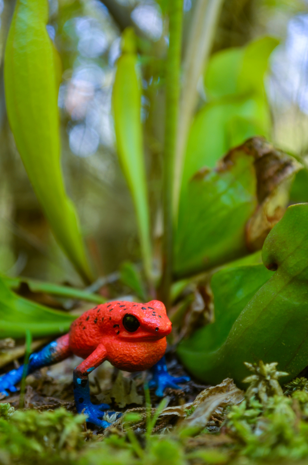 Toymany Strawberry Poison-Dart Frog Figurine Toy