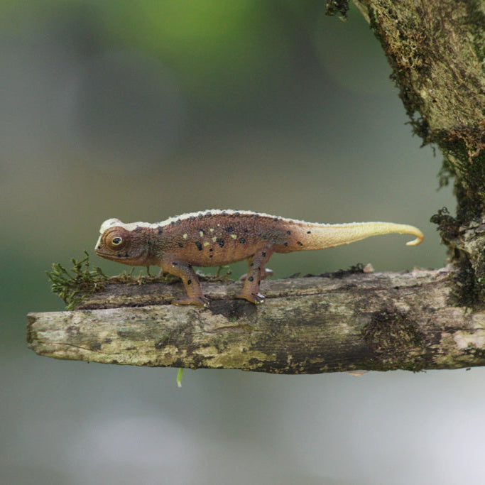 Jouet figurine de Brookesia Micra Toymany