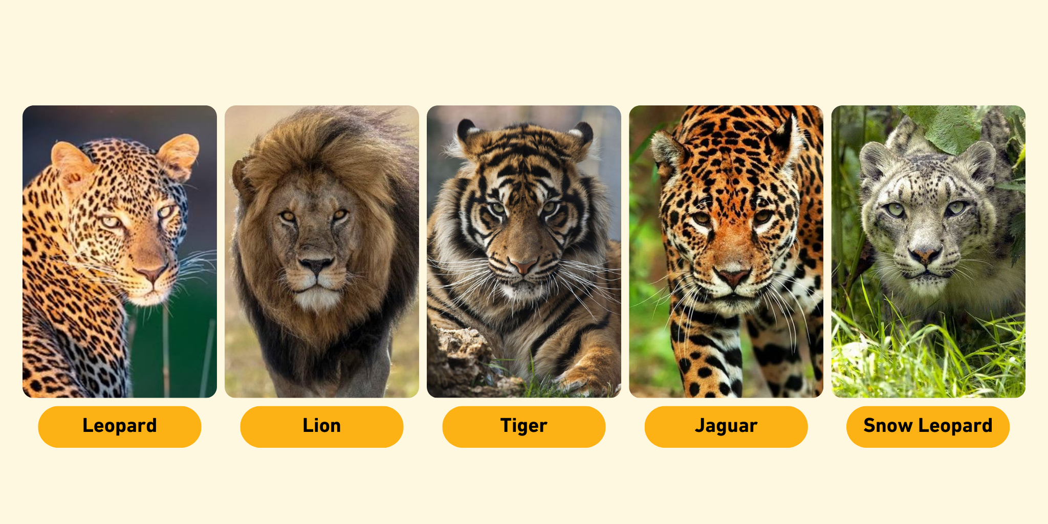 Exploring the World of Wildlife Big Cats