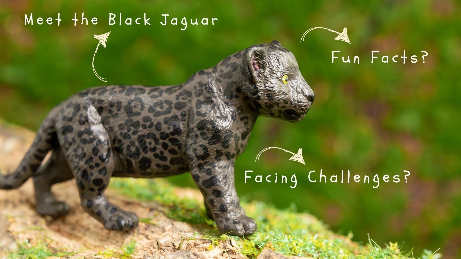 Unveiling the Mystique with Toymany Black Jaguar