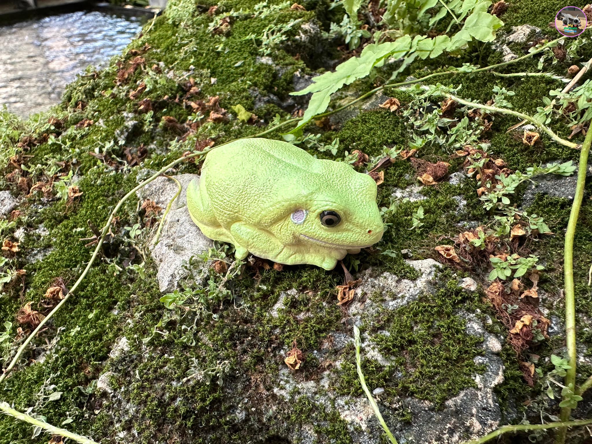 Toymany Australian Green Tree Frog Figurine Toy