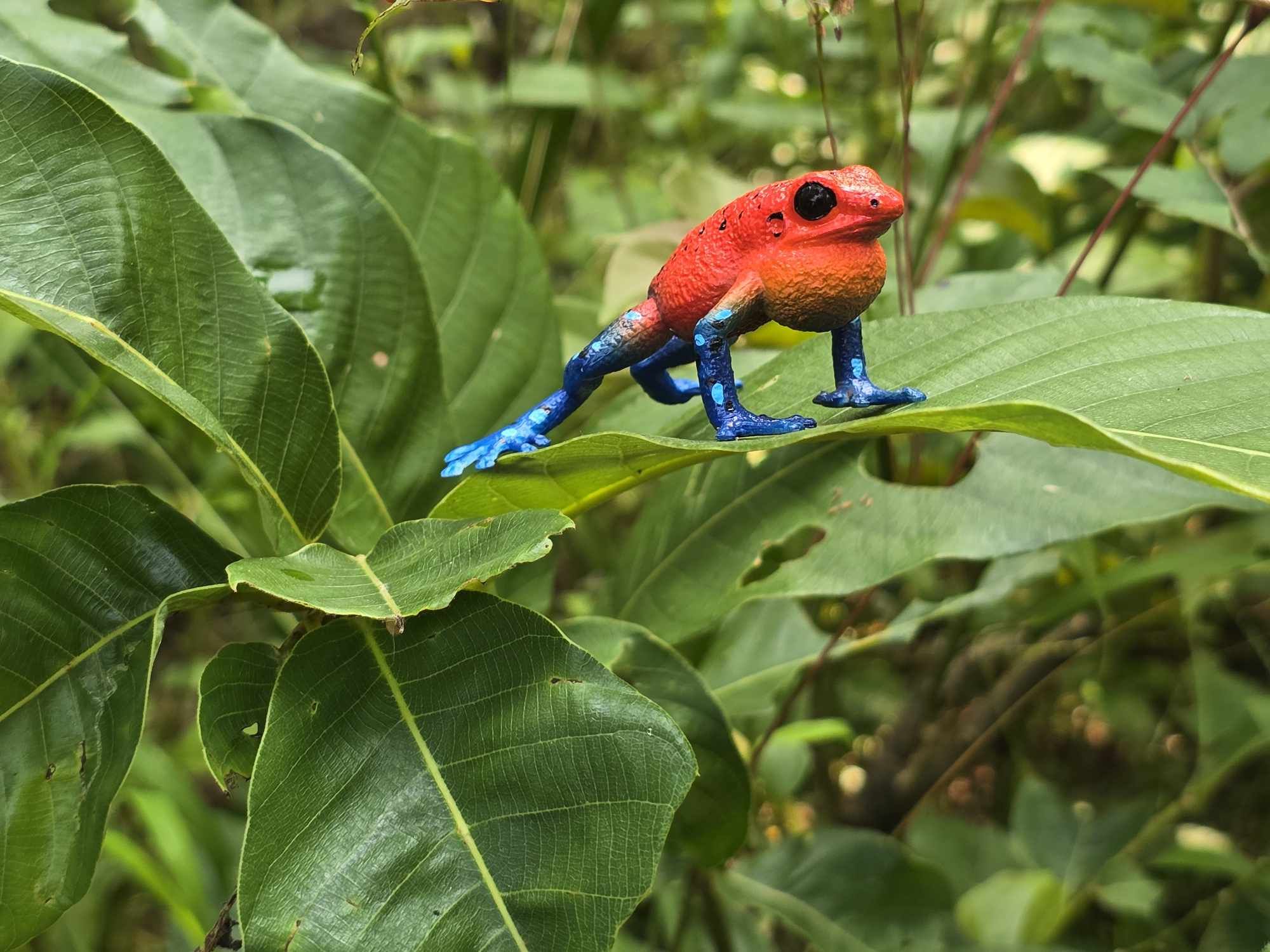 Toymany Strawberry Poison-Dart Frog Figurine Toy