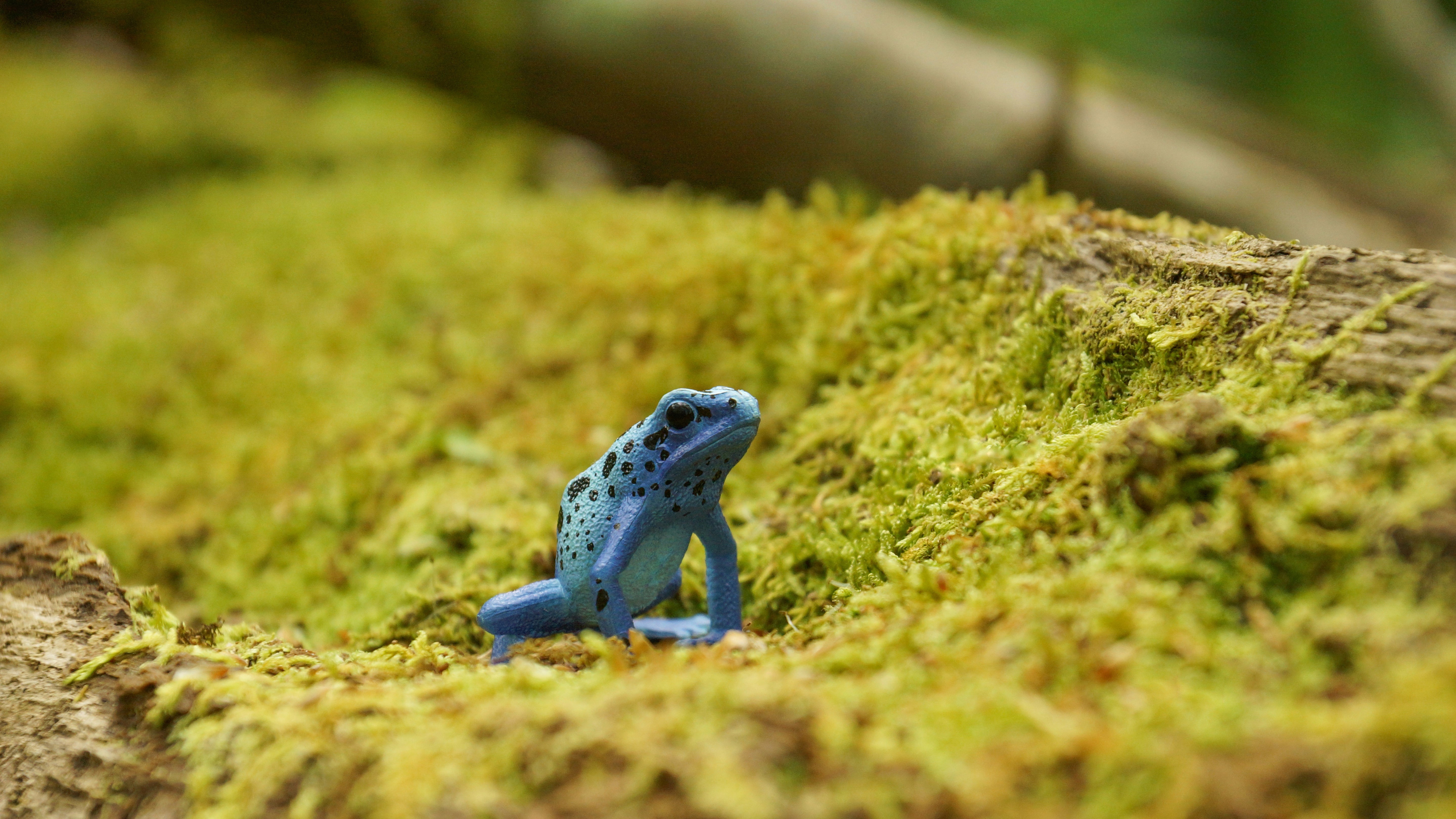 Toymany Blue Poison-Dart Frog Figurine Toy