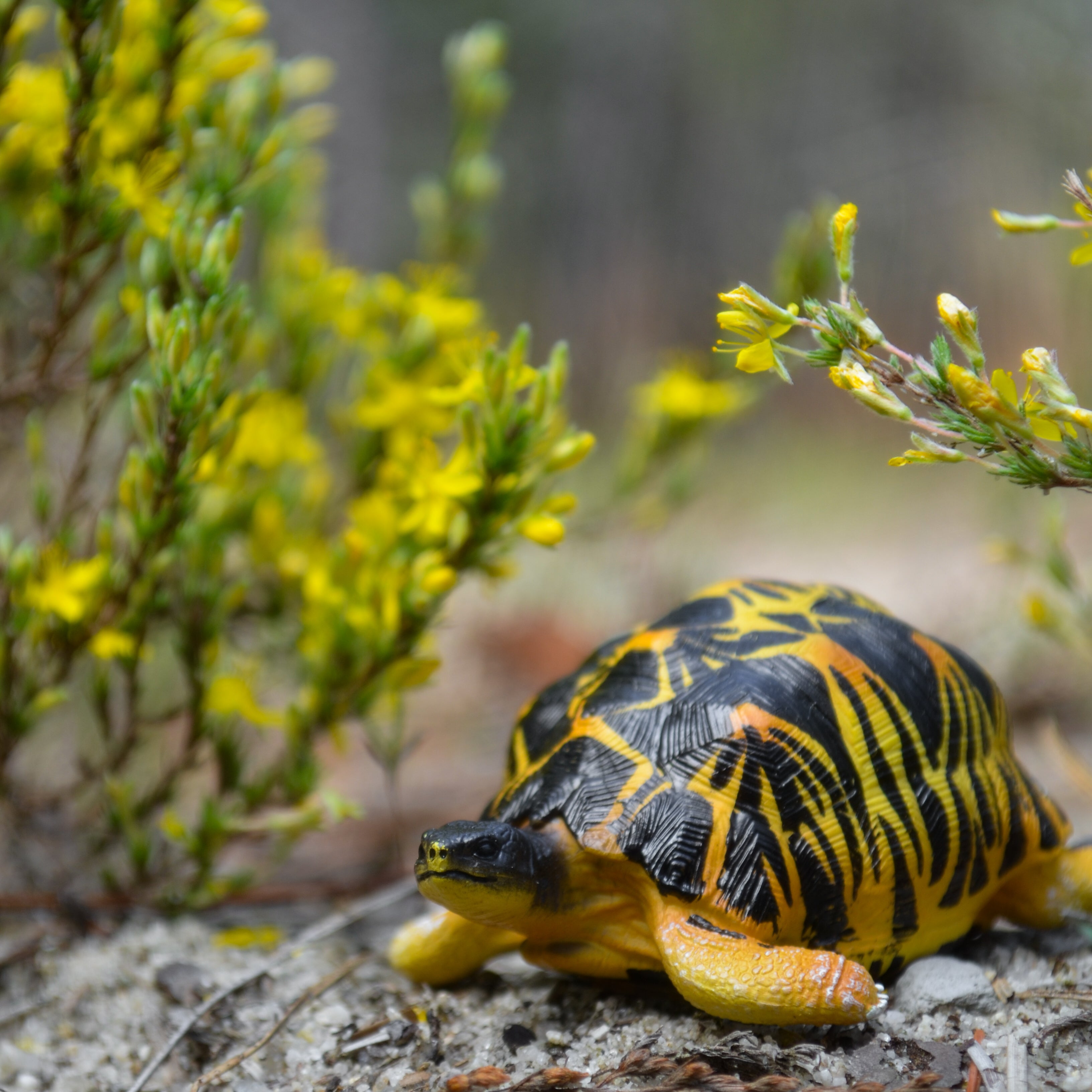 Juguete de figura de tortuga radiada Toymany