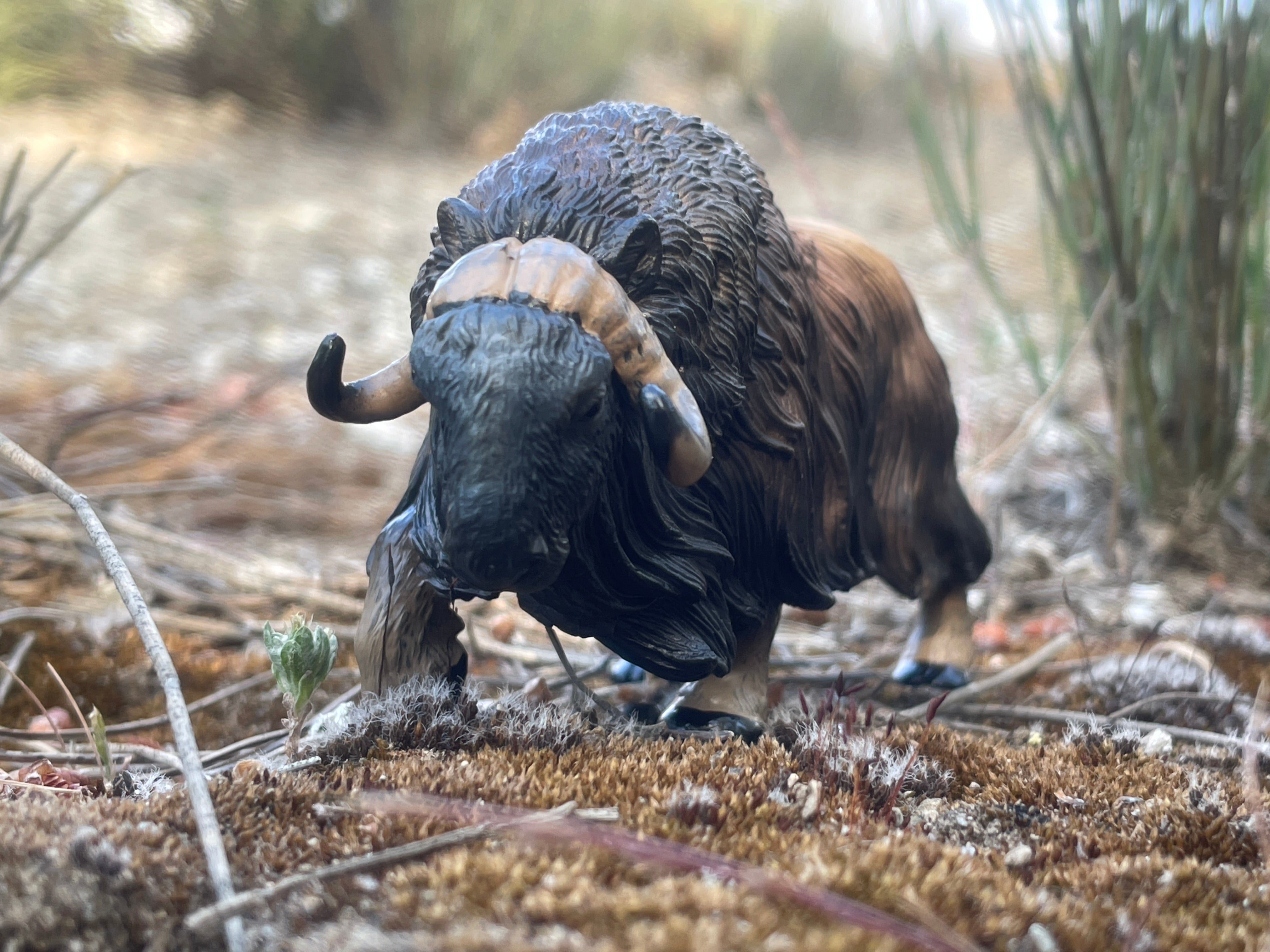 Toymany Musk Ox Figurine Toy - Large Size