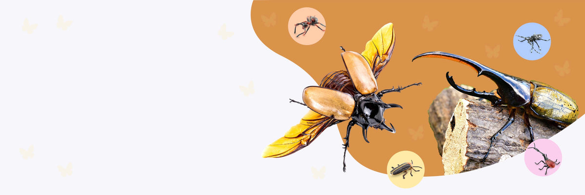 Files A Insect Bring Nature to Life: Insects & Birds Figurines by Toymany