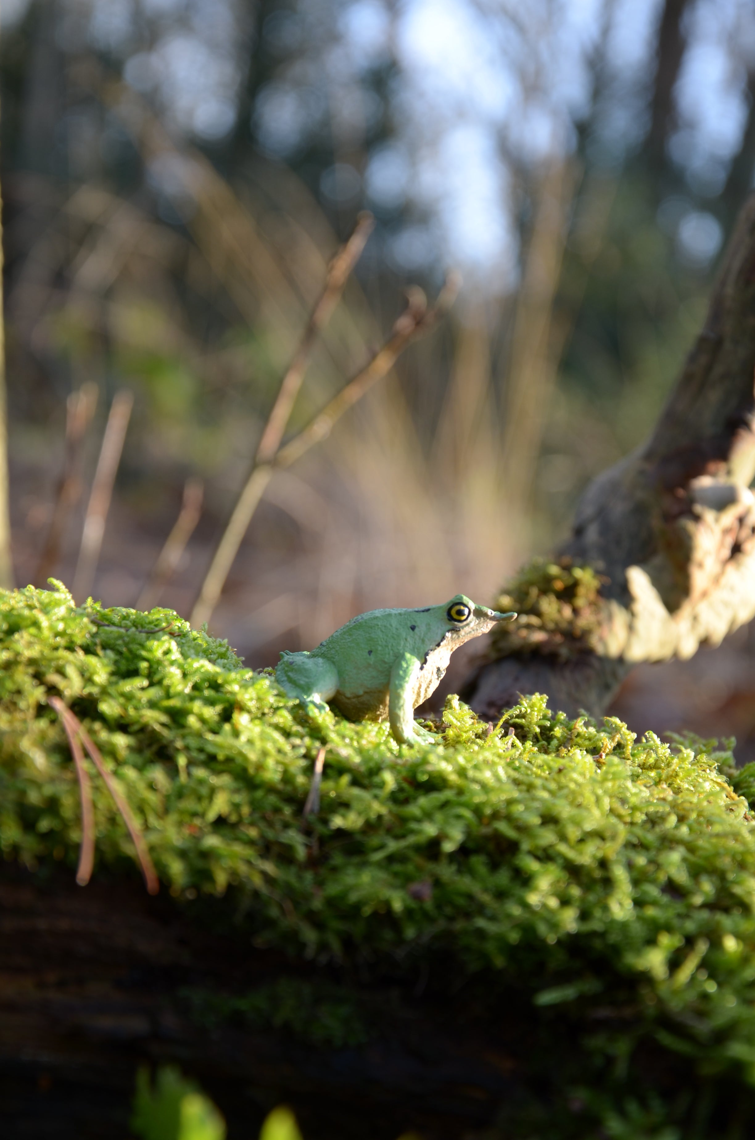 Toymany Darwin's Frog Figurine Toy