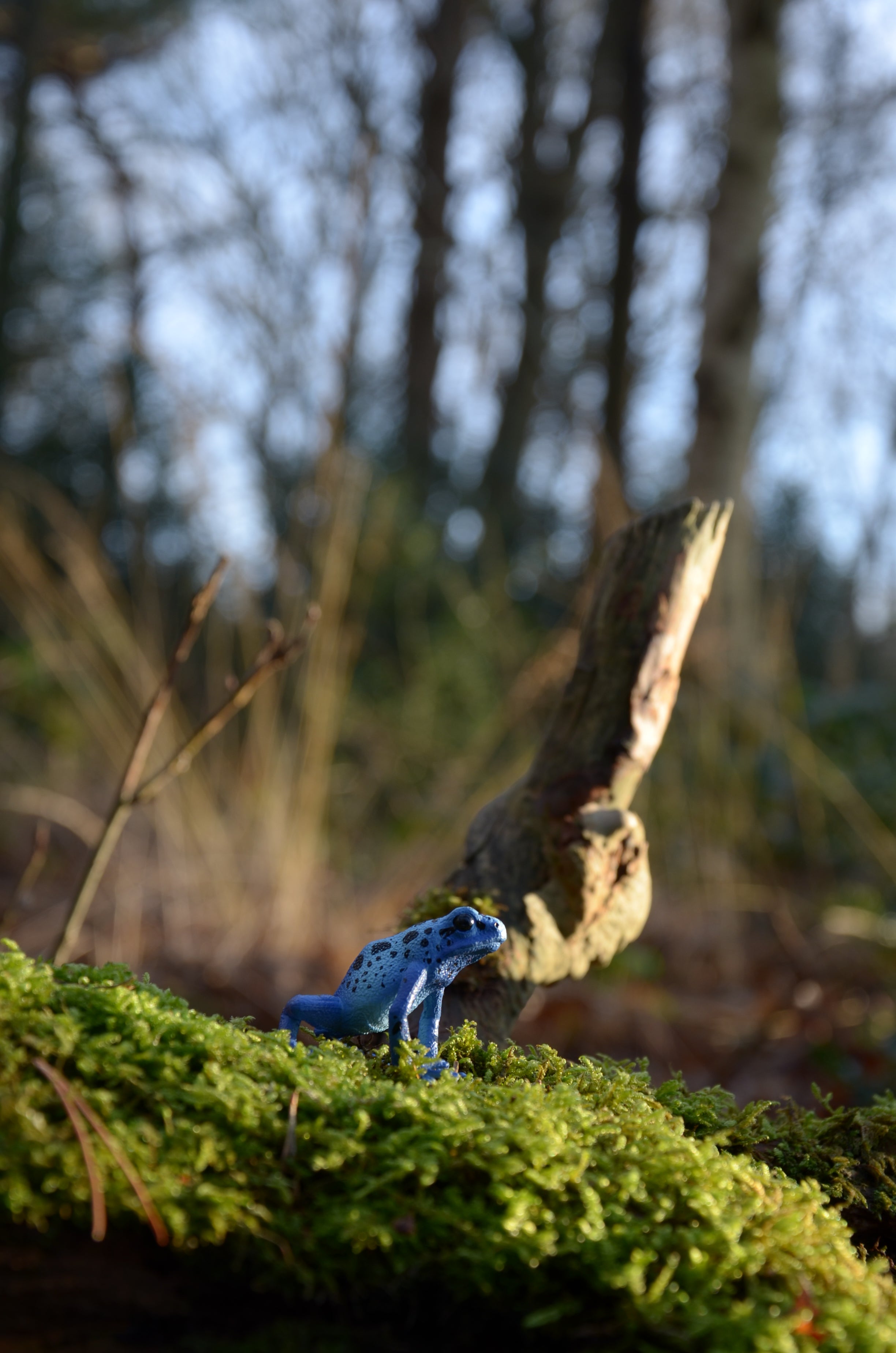 Toymany Blue Poison-Dart Frog Figurine Toy