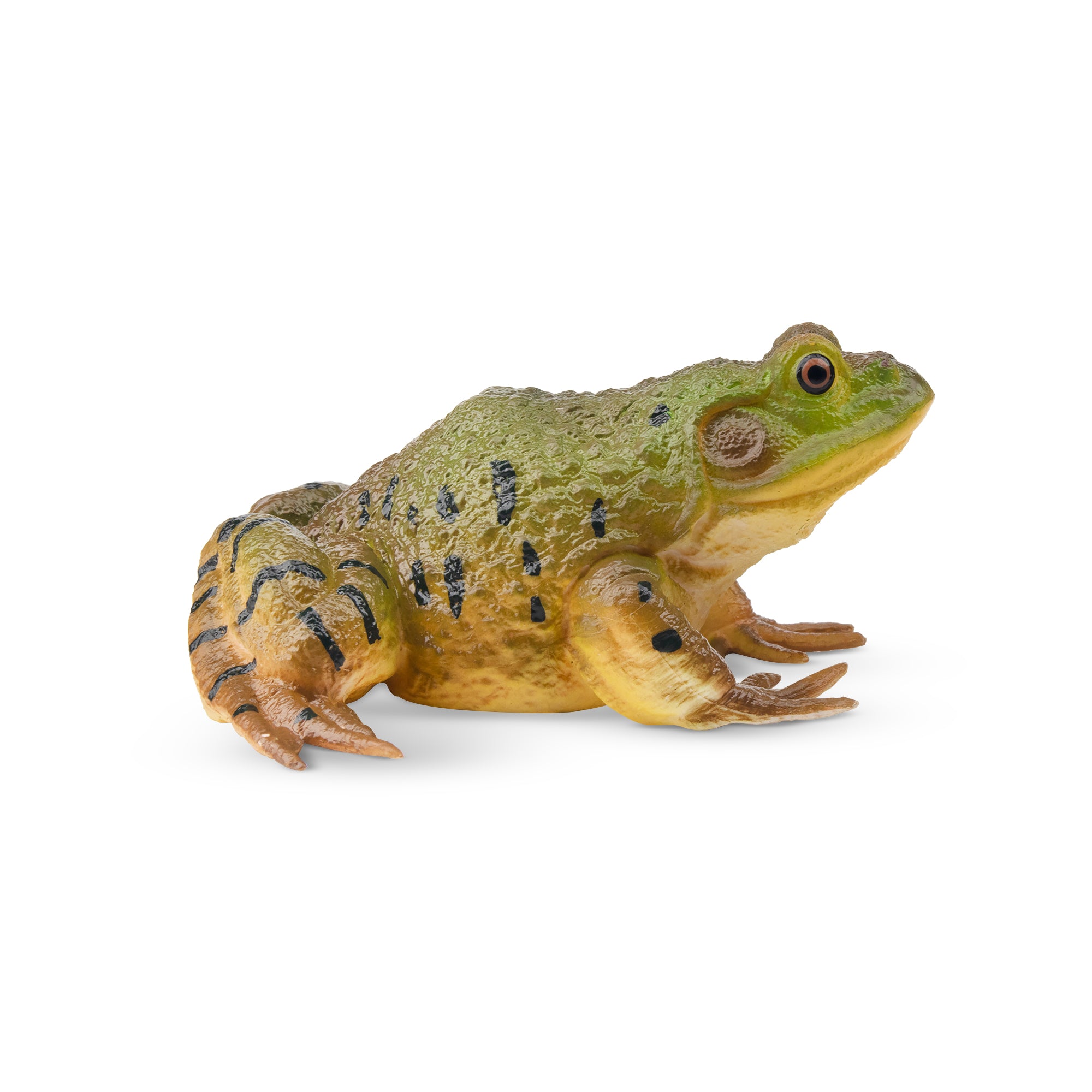 American Bullfrog Figurine: The Mighty Wetland Hopper | Toymany